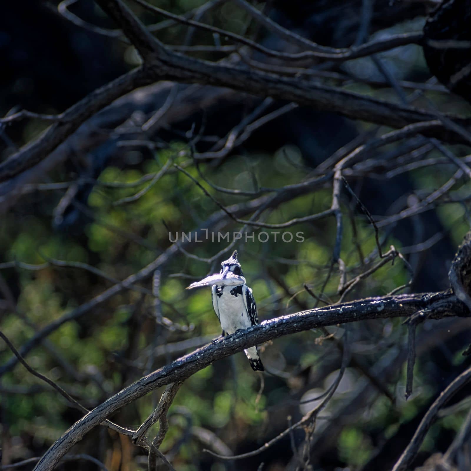 Pied Kingfisher (Ceryle rudis), Selous Game Reserve, Morogoro, Tanzania, Africa