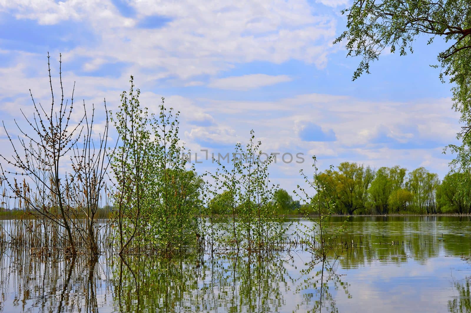 The flood of the river during the melting of snow and the opening of the ice in the springSpring flood. The overflowing river flooded green trees and bushes.