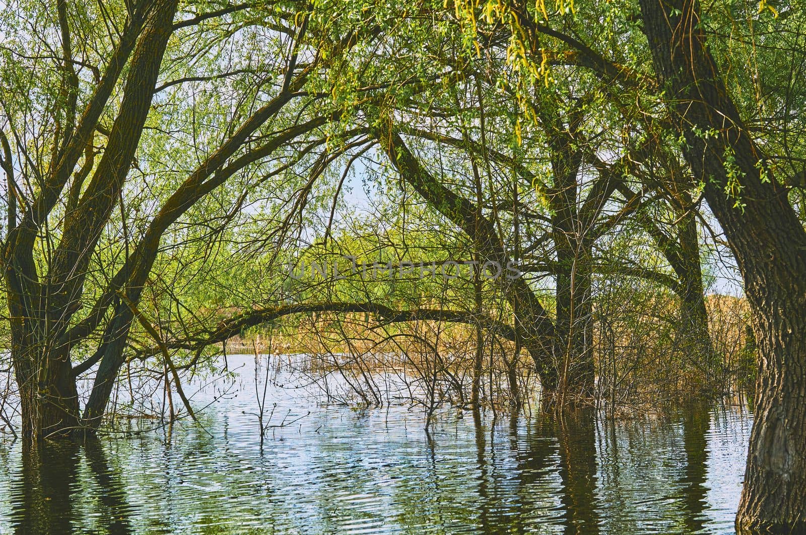 The flood of the river during the melting of snow and the opening of the ice in the spring.Spring high water.
