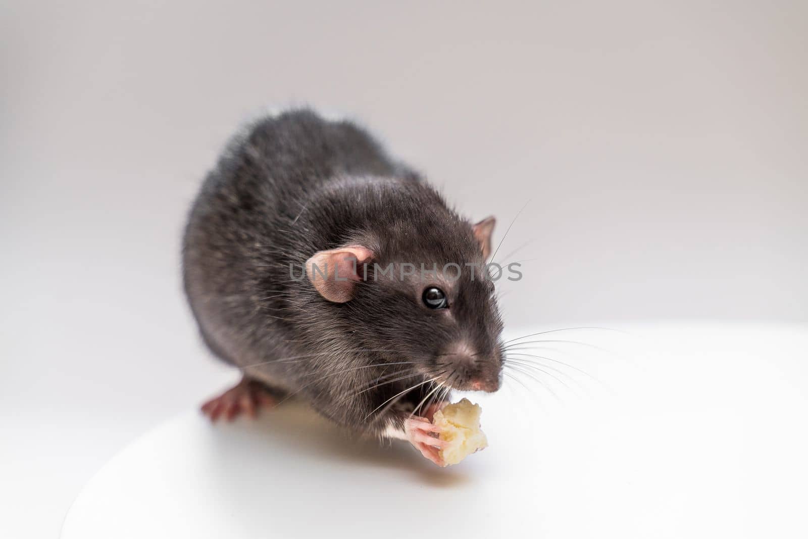 Domestic black dumbo rat sits and eats food on a white background. The concept of pets