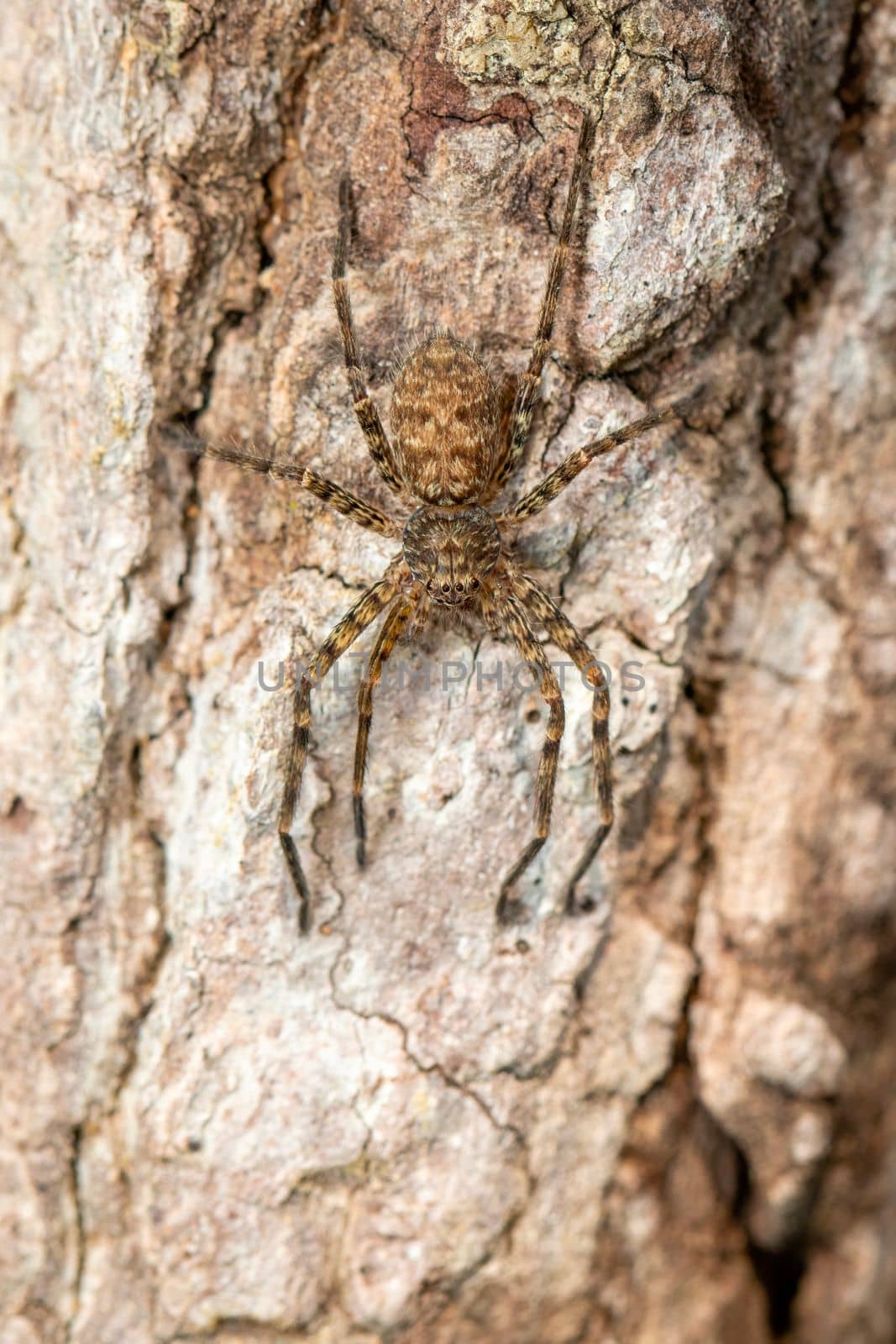 Image of a brown spider on a tree. Insect. Animal.