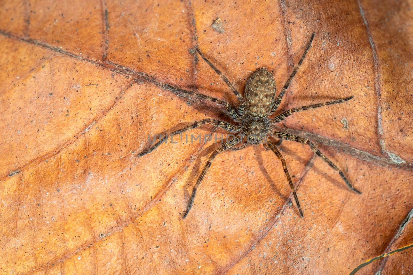 Image of a brown spider on dry leaves. Insect. Animal.