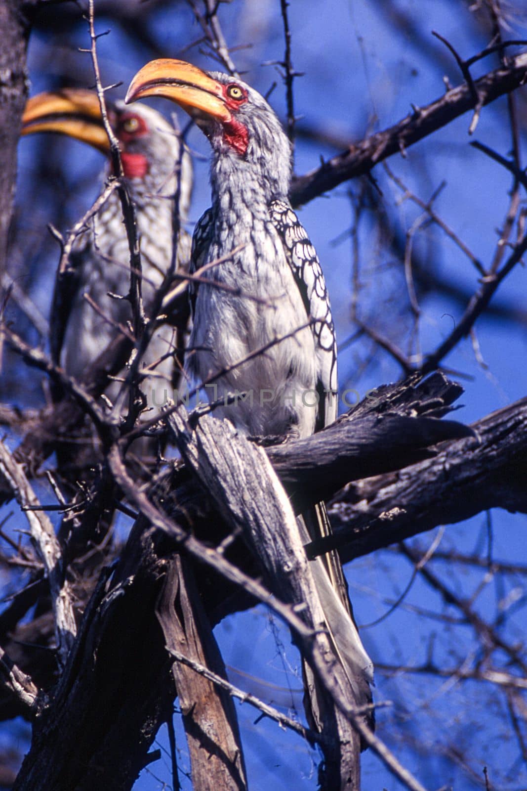 Southern Yellowbilled Hornbill (Tockus flavirostris), Central Kalahari Game Reserve, Ghanzi, Botswana, Africa