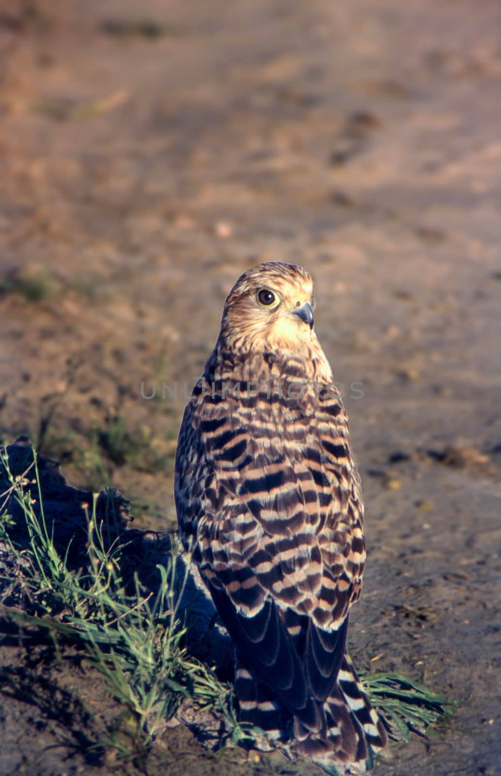 Greater Kestrel (Falco rupicoloides), Central Kalahari Game Reserve, Ghanzi, Botswana, Africa