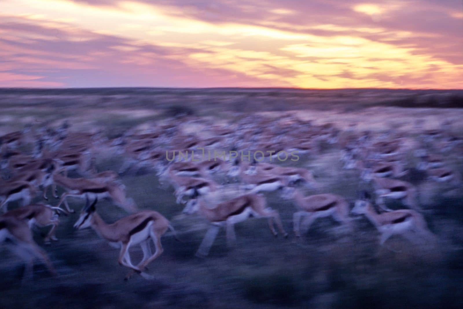Springbok (Antidorcas marsupialis), Central Kalahari Game Reserve, Ghanzi, Botswana, Africa
