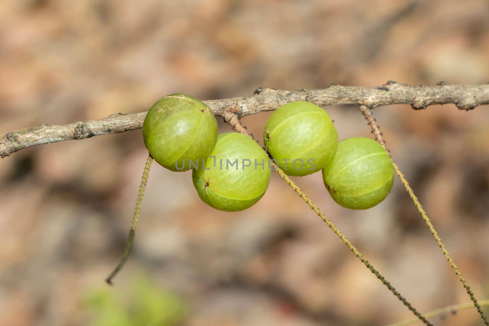 Image of fresh indian gooseberry on the tree. Green fruits that are high in vitamins.
