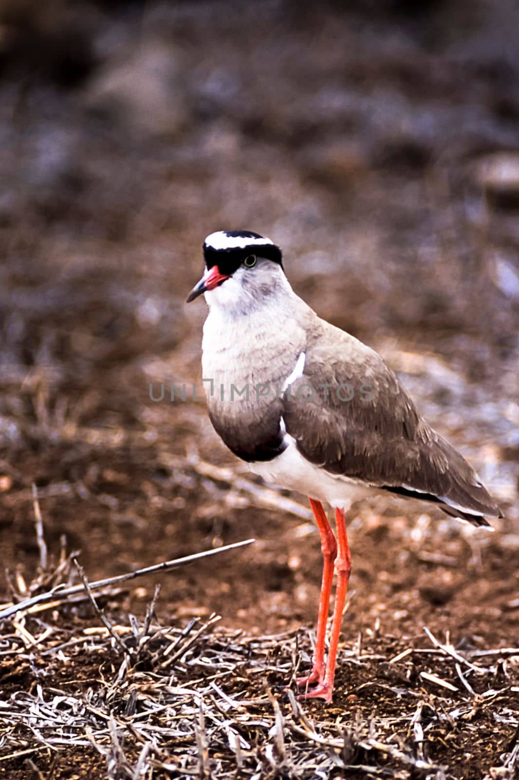 Crowned Plover, (Vanellus coronatus), Kruger National Park, Mpumalanga, South Africa, Africa