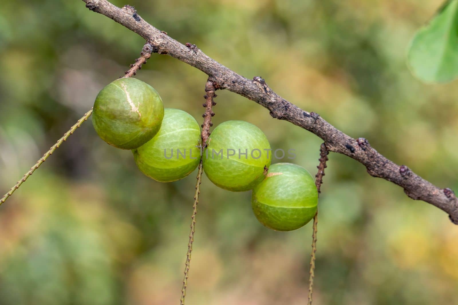 Image of fresh indian gooseberry on the tree. Green fruits that are high in vitamins. by yod67