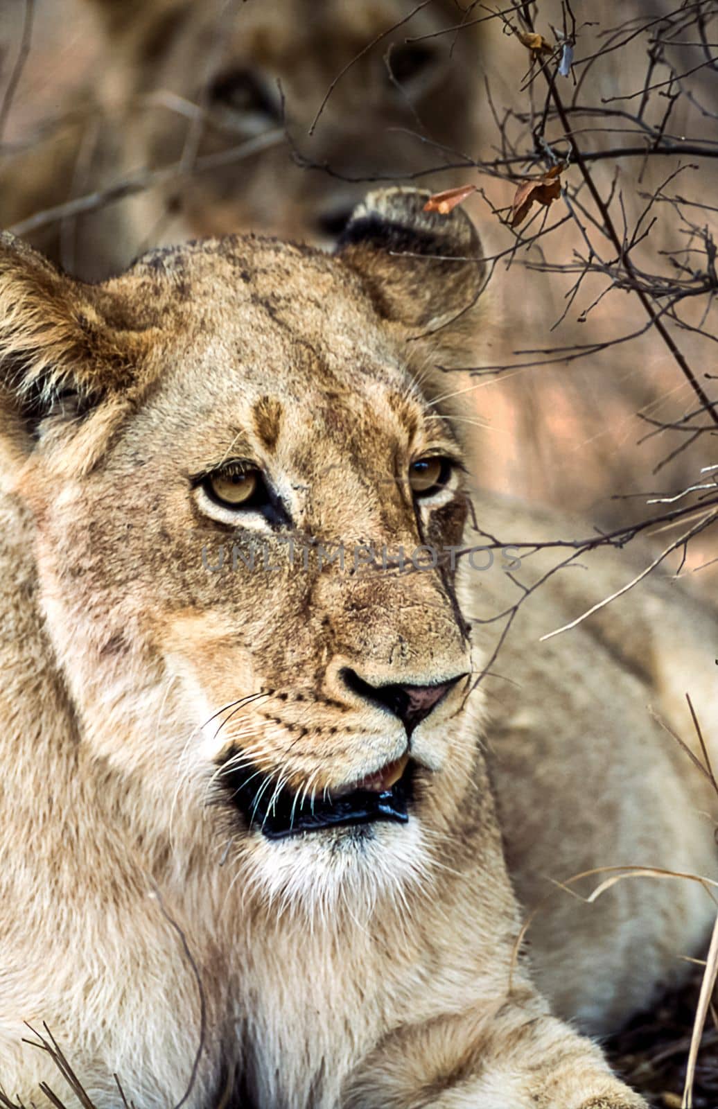 Lion, (Panthera leo), Kruger National Park, Mpumalanga, South Africa, Africa