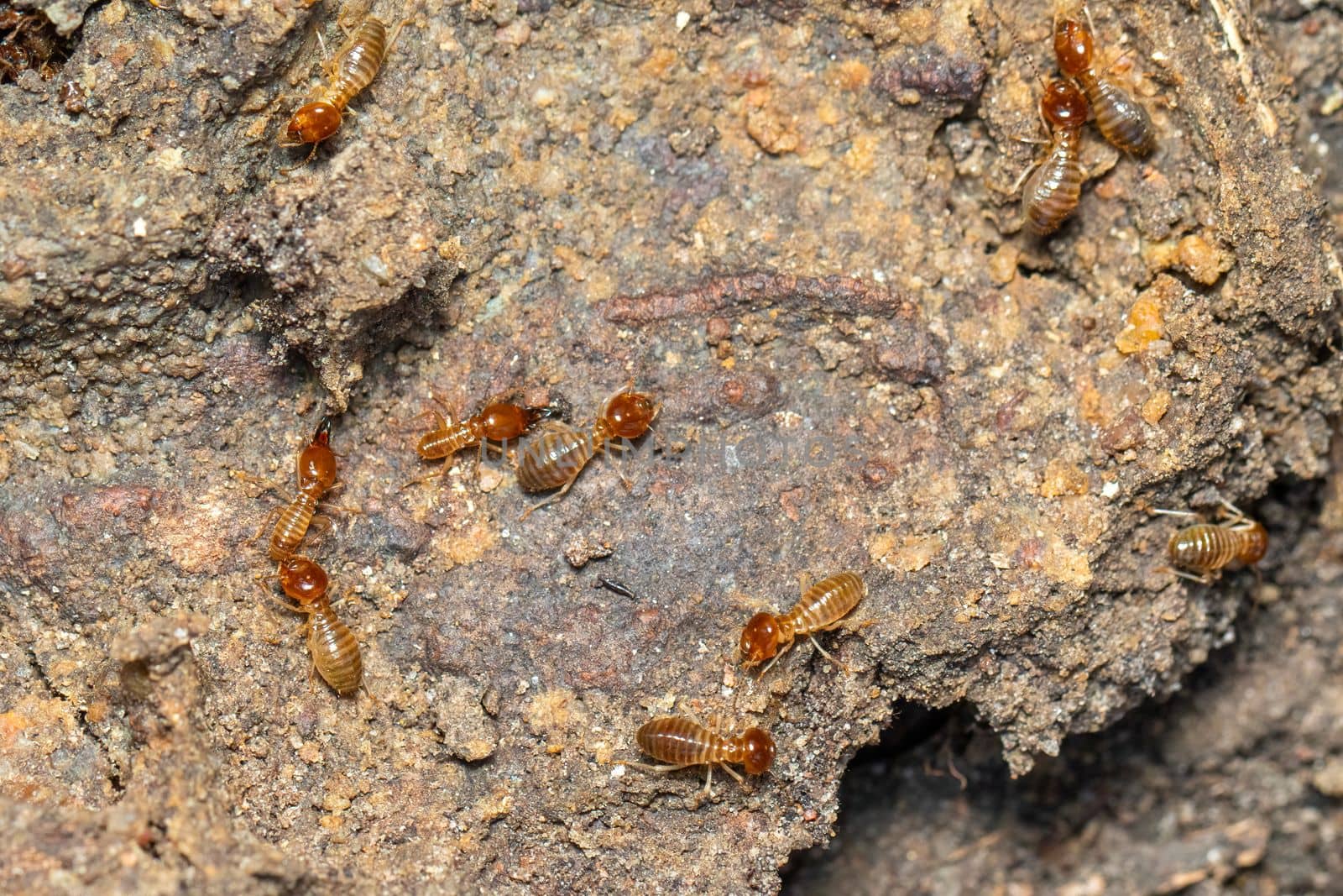 Image of termites are on the ground. Insect. Animal. by yod67