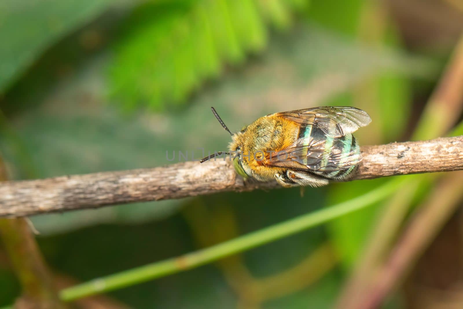 Image of blue banded bee on the branch. Insect. Animal.