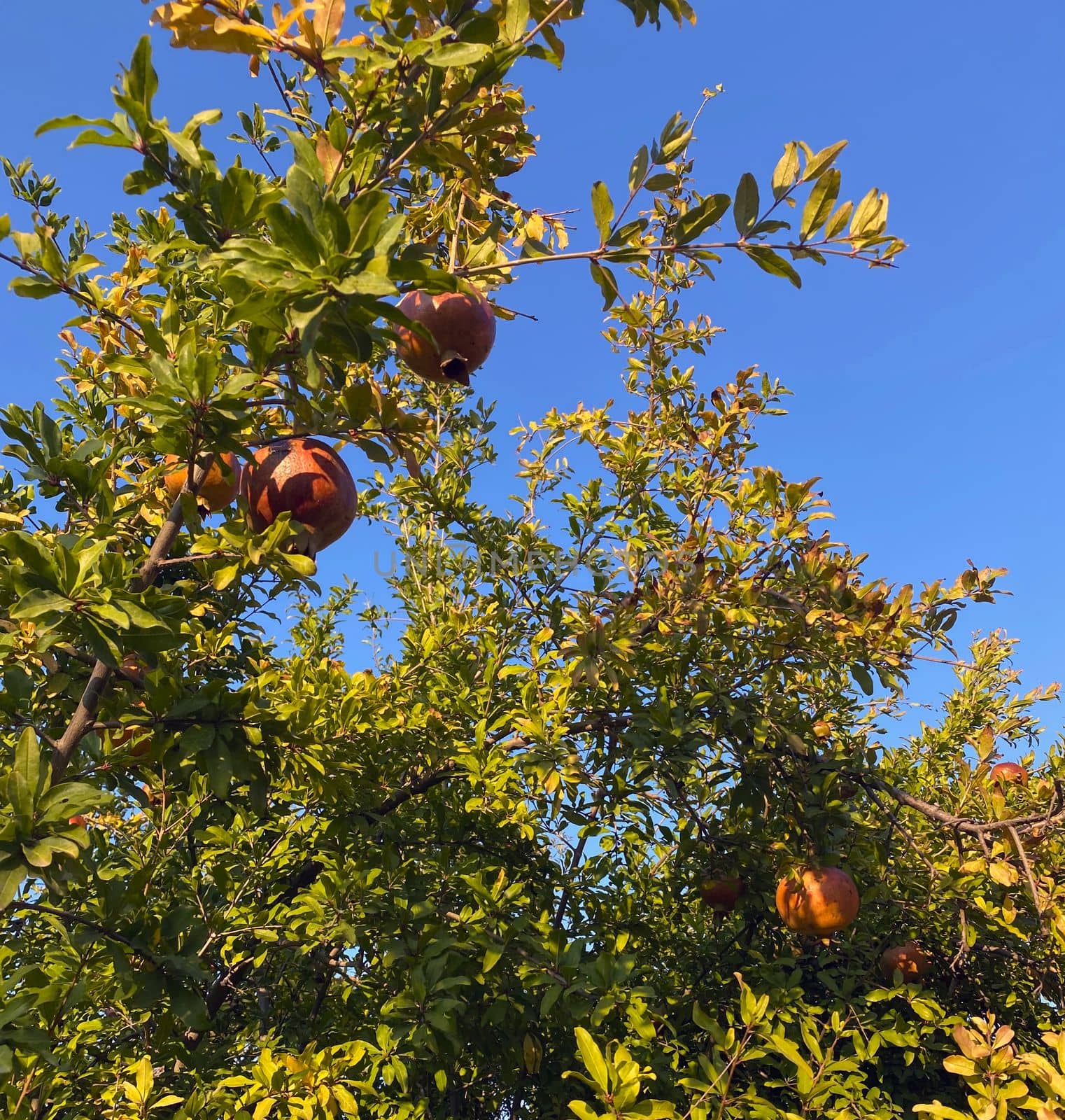 Pomegranate. Photo of a tree with pomegranate fruits, blue sky.