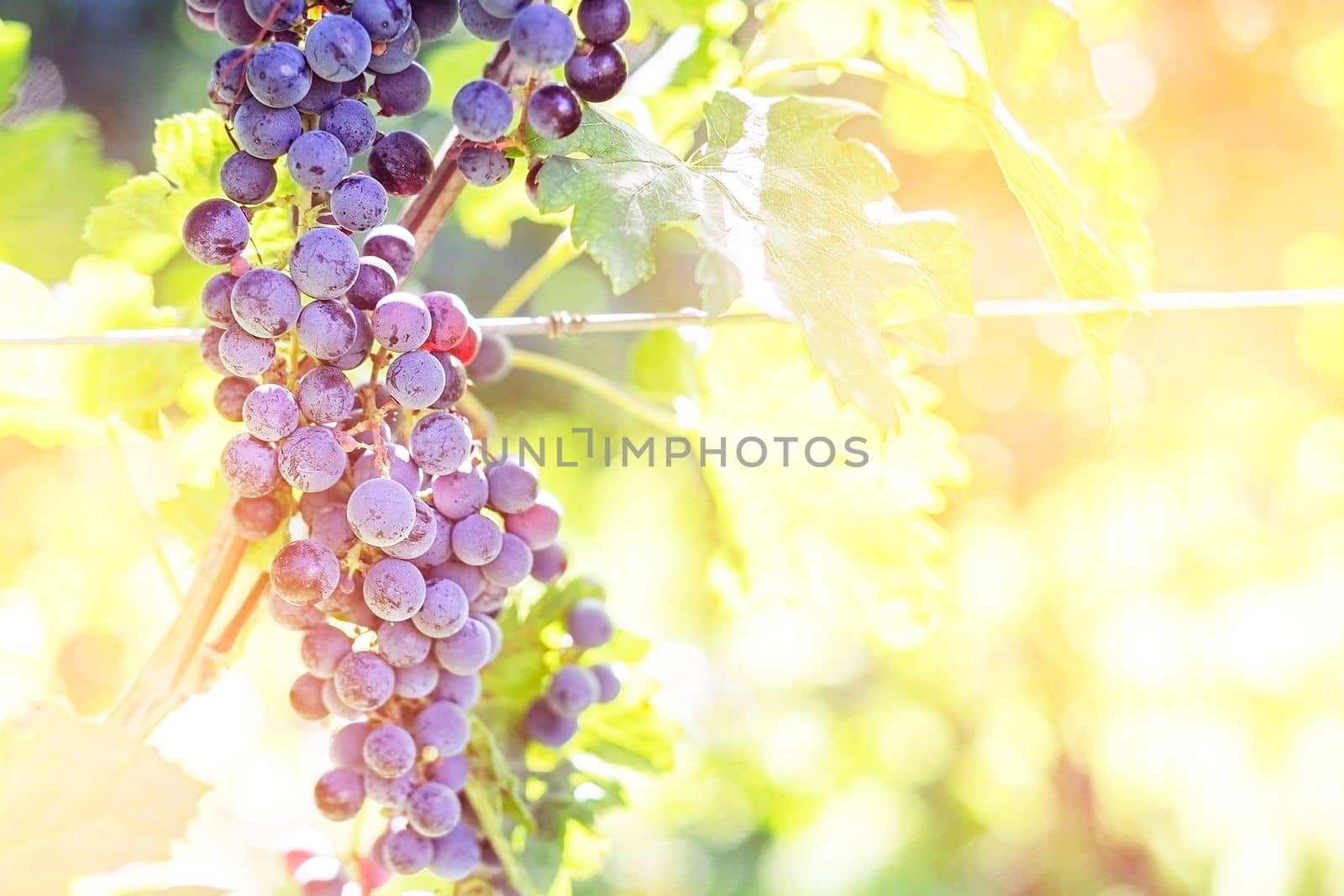 Bunches of red grapes on vine in warm light. Cope space