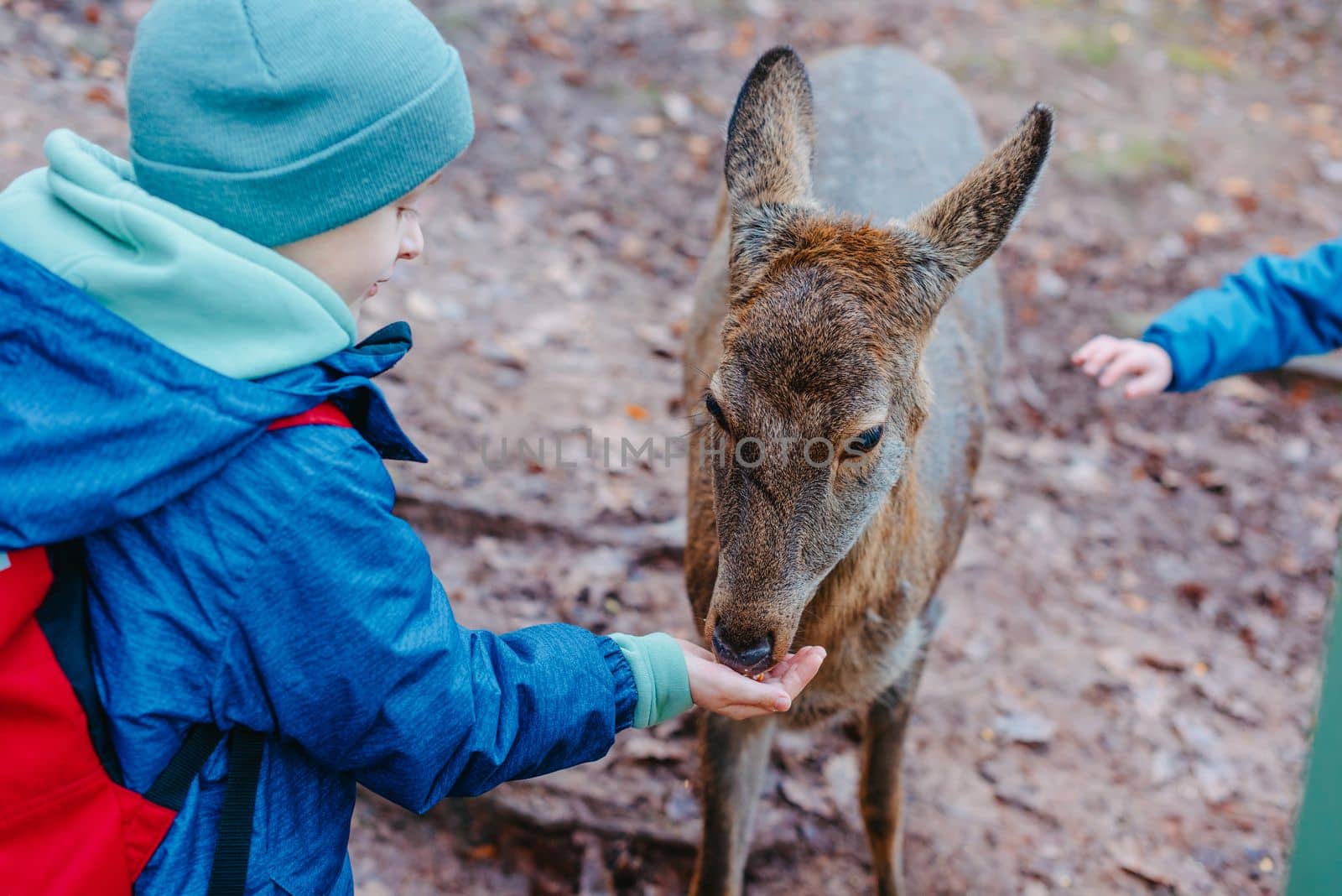 Cute child feeding a fawn. Cute little boy is feeding a baby fawn in the forest. Image with selective focus. The boy feeds the deer with leaves, the reserve, wild animals, the connection of animals with people. Pretty boy with graceful animal at park. Kids adaptation.