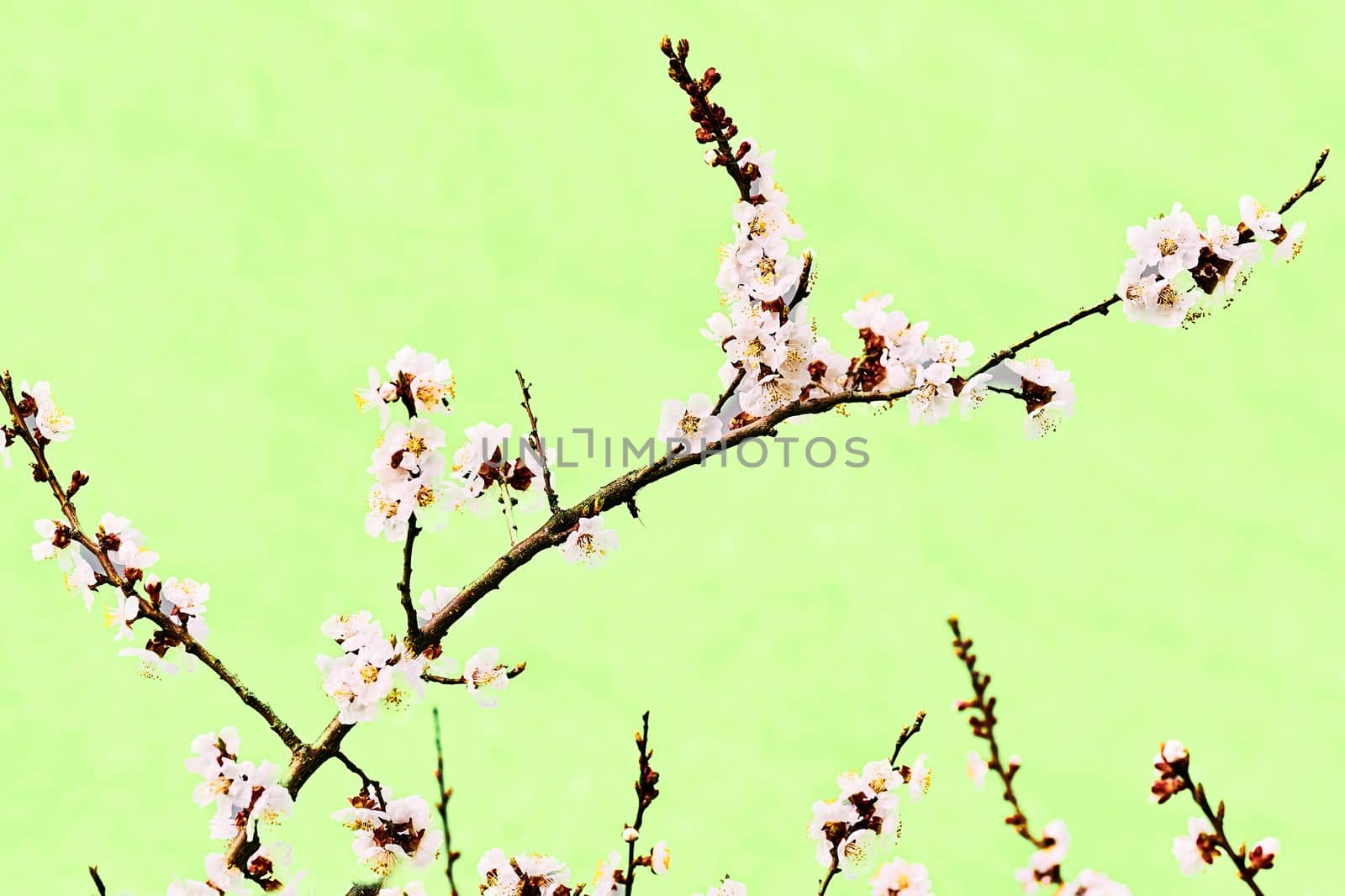 a part of a tree which grows out from the trunk or from a bough. Delicate branch of a flowering fruit tree on a light green background.