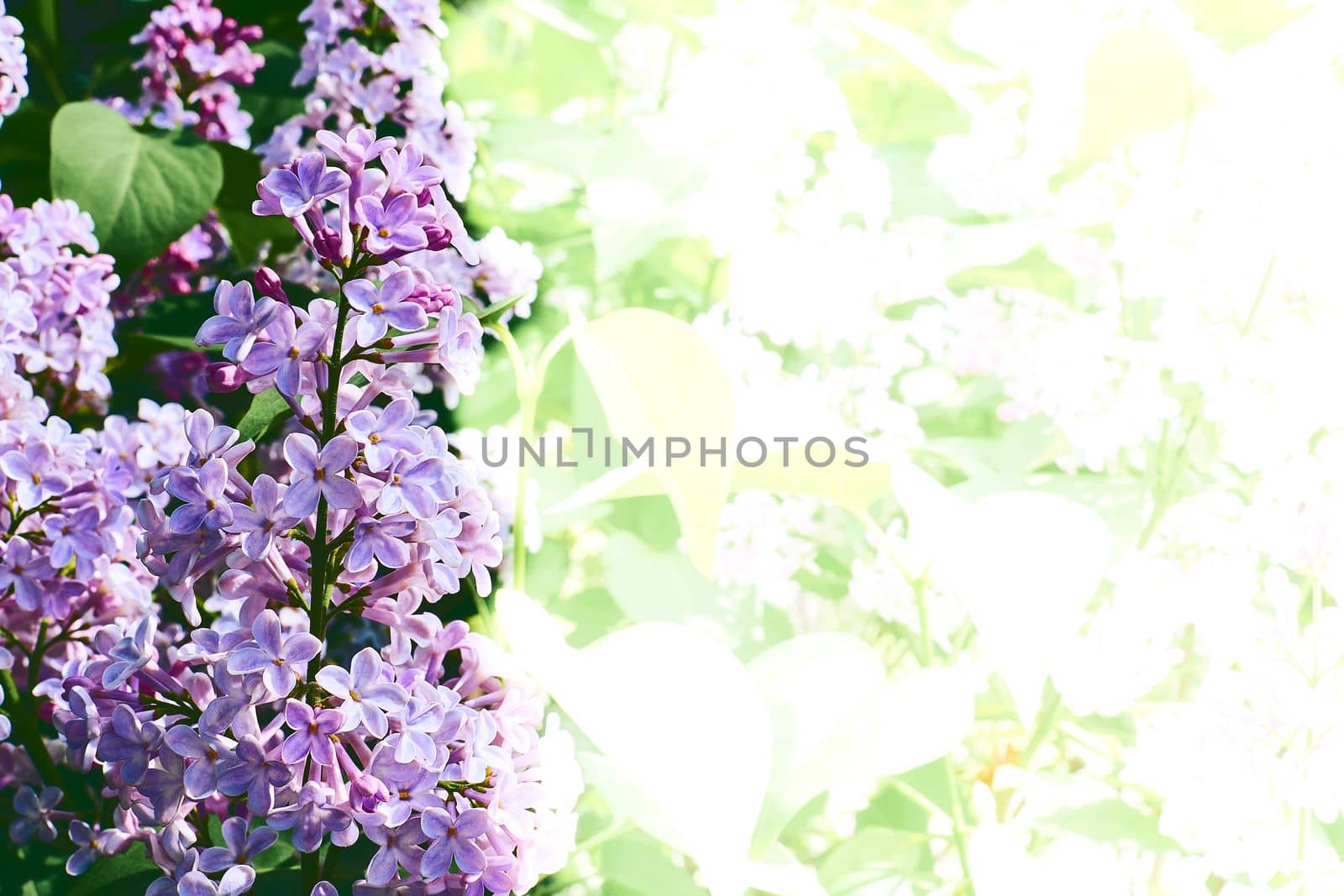 La Eurasian shrub or small tree of olive family, that has fragrant violet, pink, or white blossoms and is widely cultivated as an ornamental.