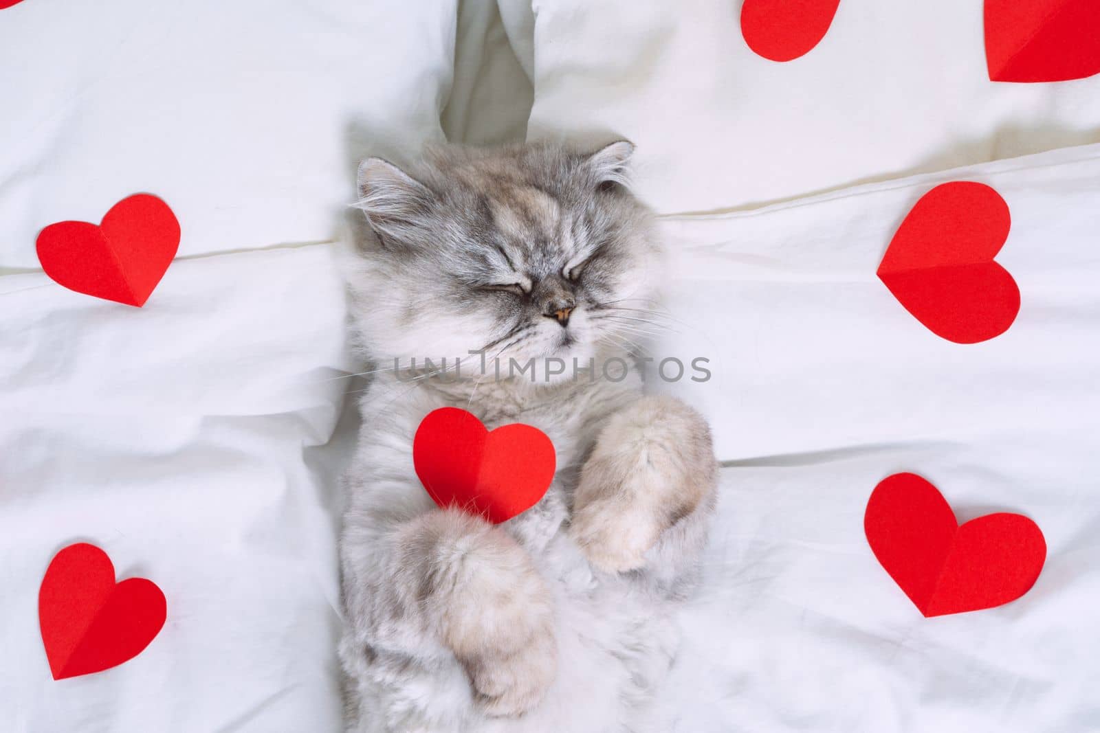 Cute grey persian cat lying on the white bed with red hearts. Cat love by DariaKulkova