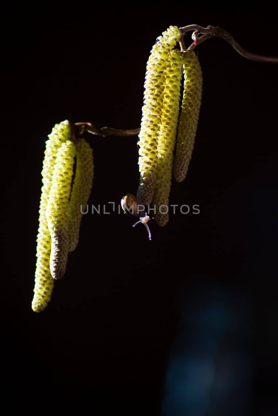 small snail on hazelnut catkins on a blue background insect closeup. High quality photo