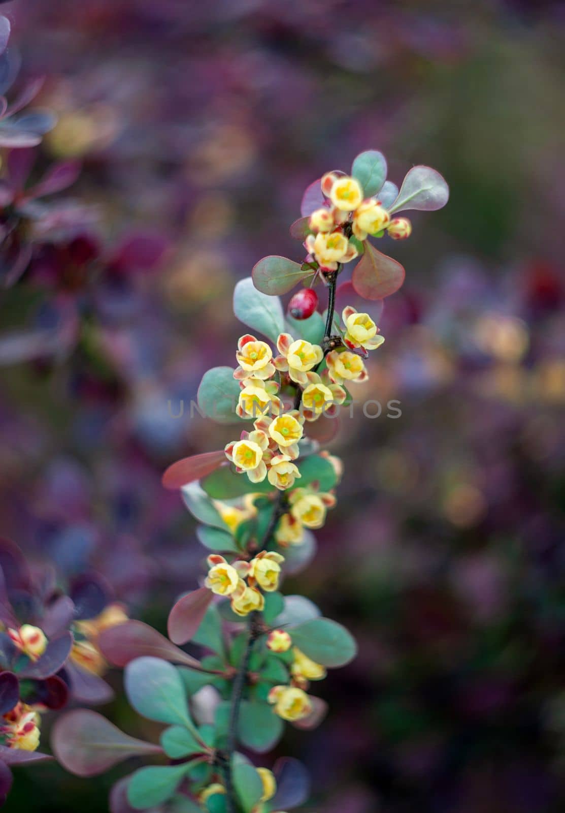 flowering branch of barberry with small yellow flowers and dark green leaves. High quality photo