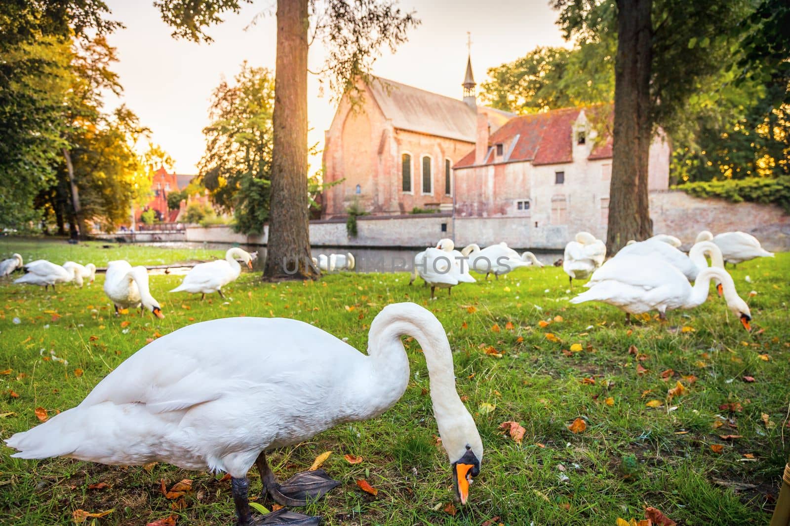 Idyllic Public park near Beguinage monastery with swans and ducks, Bruges, Belgium