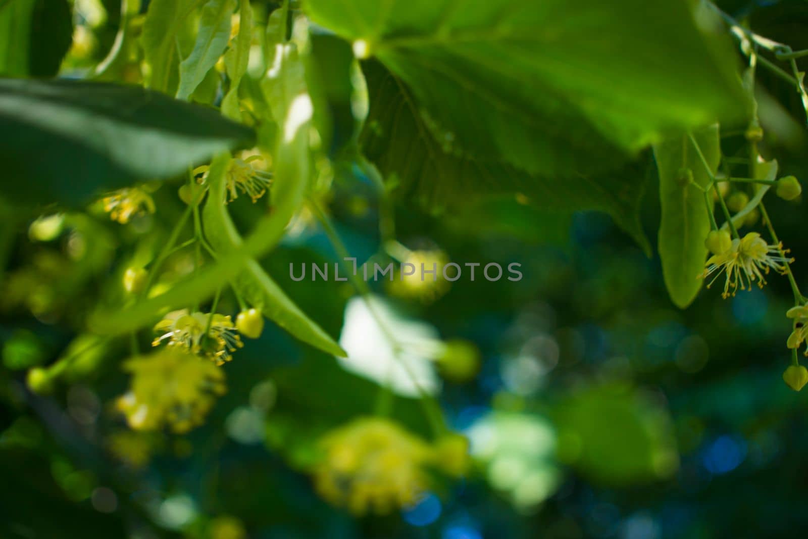 Close up of the clusters of blooming flowers of common life Tilia x europaea, also known as linden, basswood, lime tree, lime bush.bumblebee collects nectar, lime honey