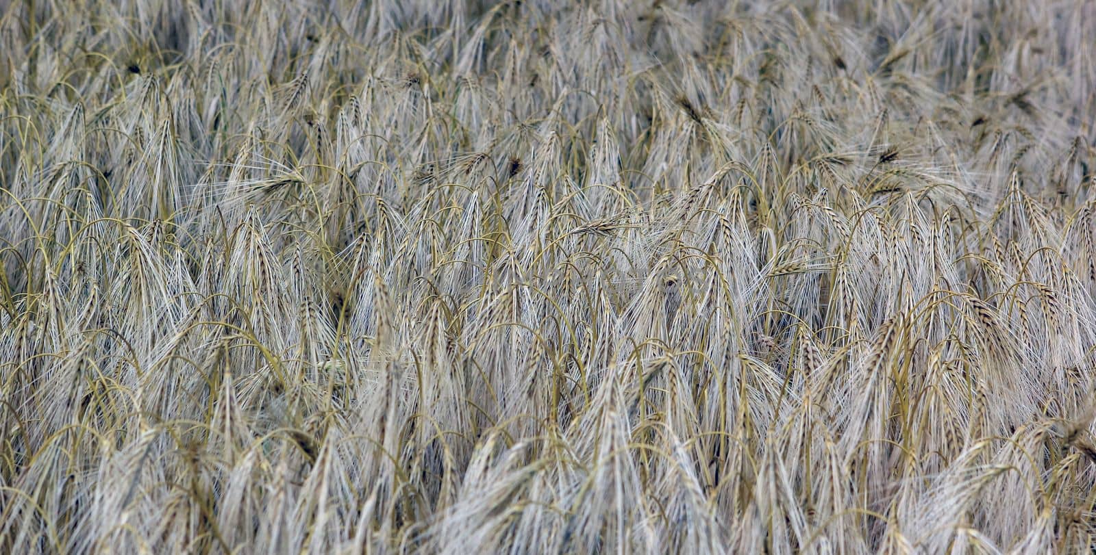 Winter barley harvest in June in the field. Lincolnshire, England, UK