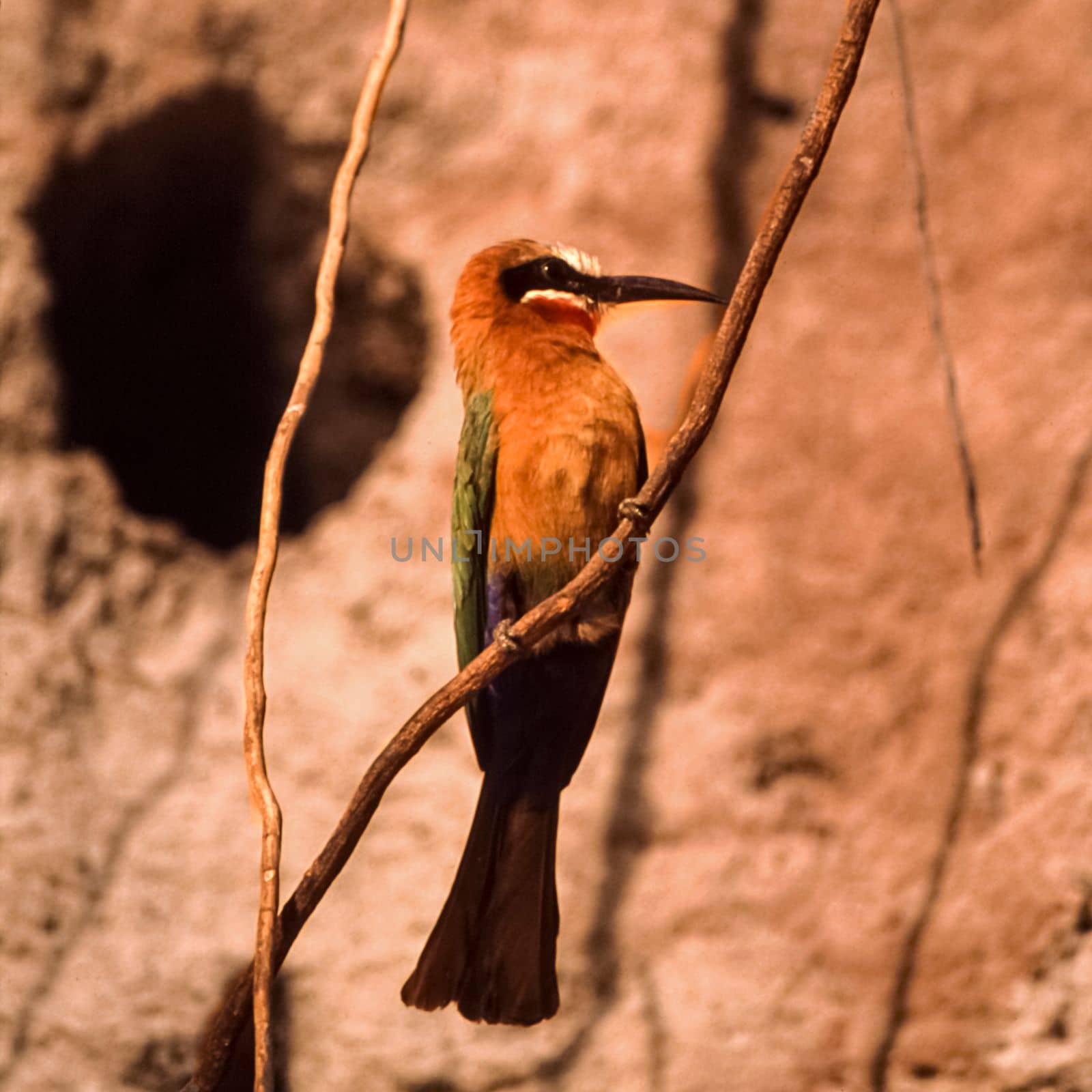 Whitefronted Bee-eater by Giamplume