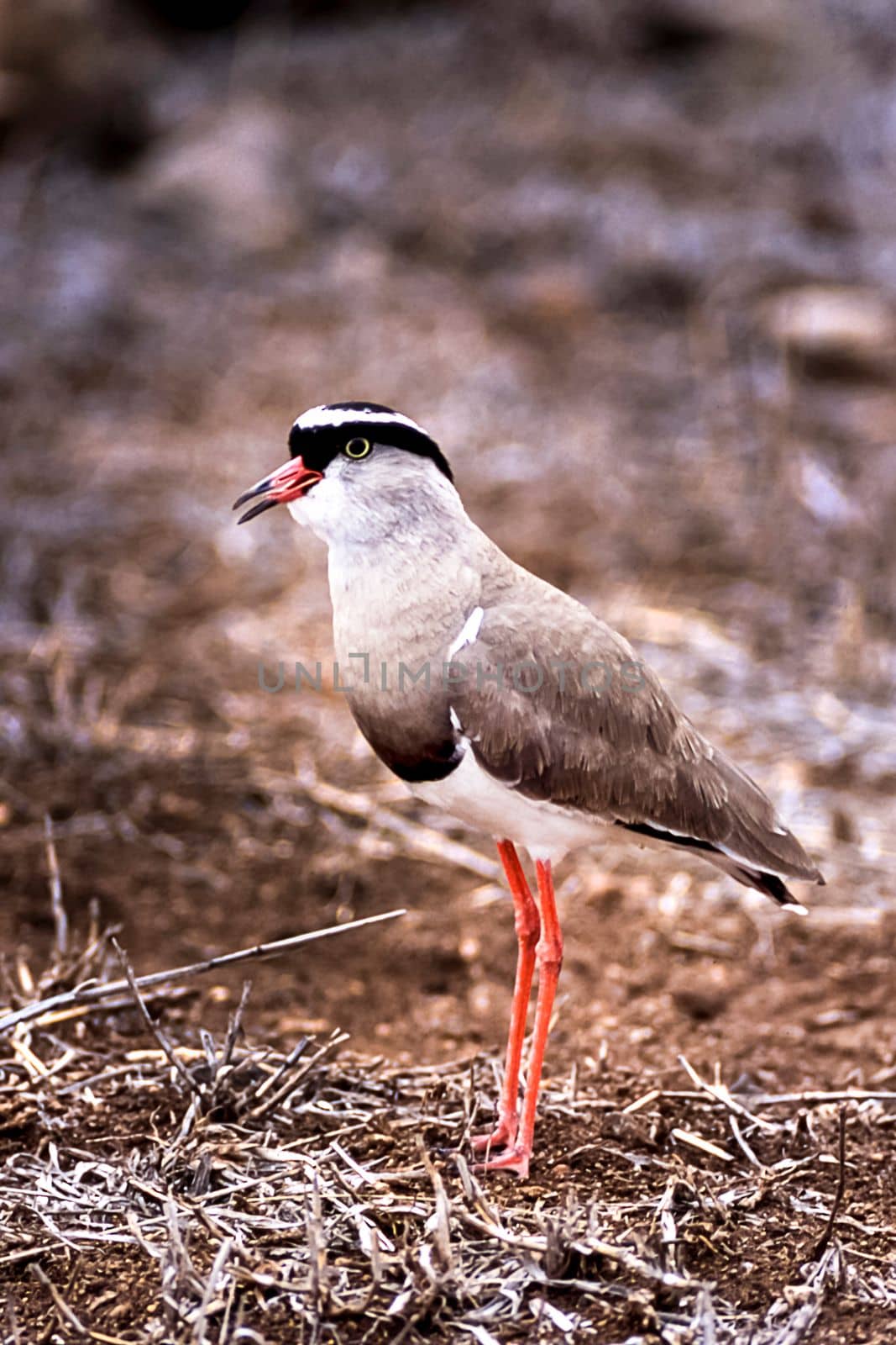 Crowned Plover, (Vanellus coronatus), Kruger National Park, Mpumalanga, South Africa, Africa