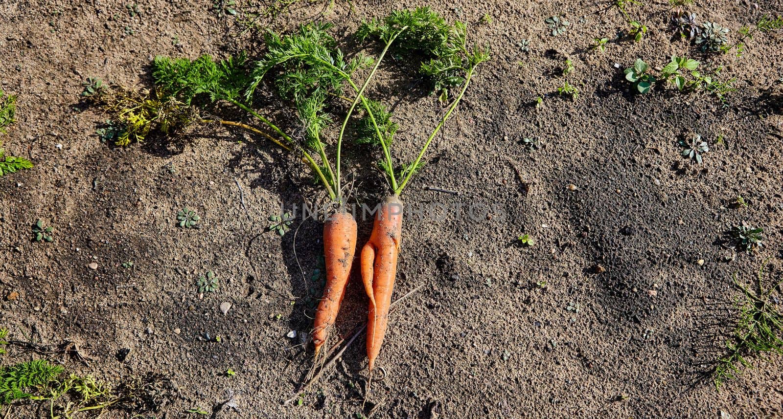 A bunch of fresh carrots with greens on the ground. A large juicy unwashed carrots in the field against the background of the earth close up.