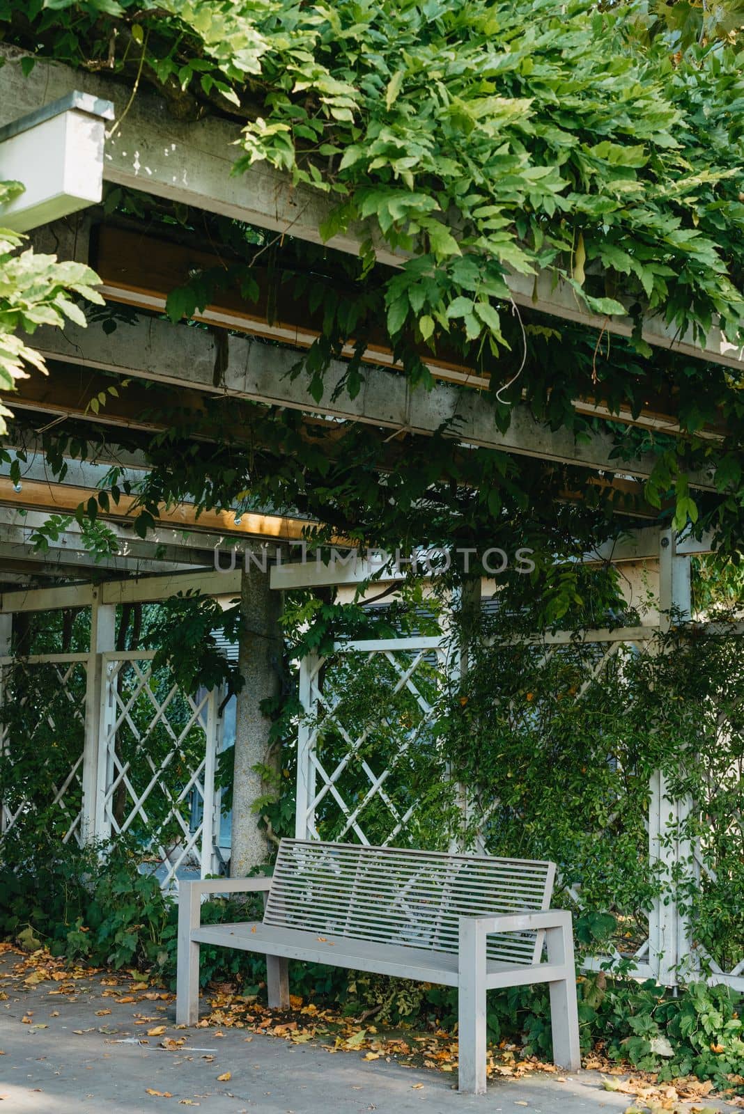 white park bench with stone wall and green leaves of the ivy in quiet environment. Old grey rustic wooden Bench in ivy leaves, a dark background from large leaves with sun lights and shadows. Bench in the park. Vertical