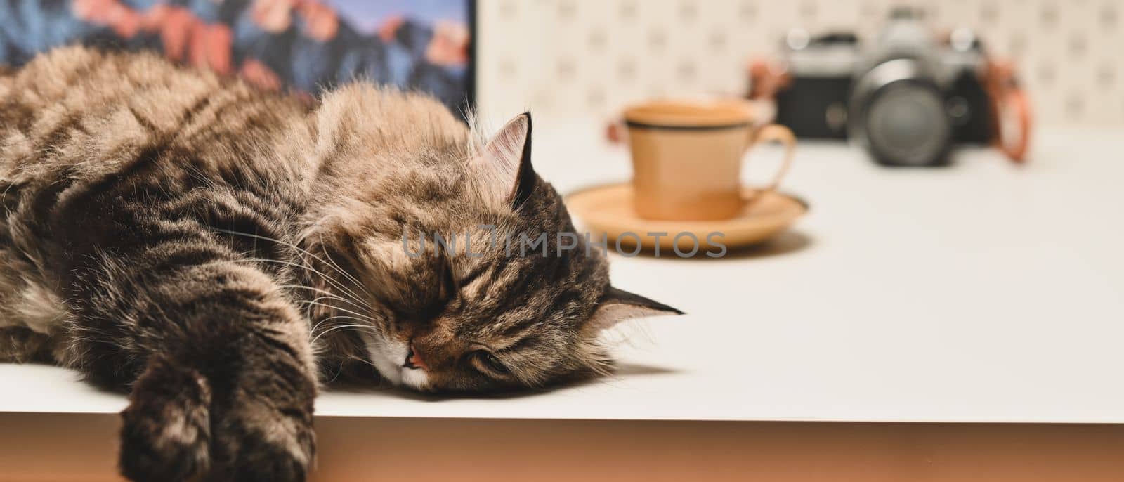 A fluffy tabby cat lying down on wooden table, copy space for your advertise design. Domestic cat, Selective focus.