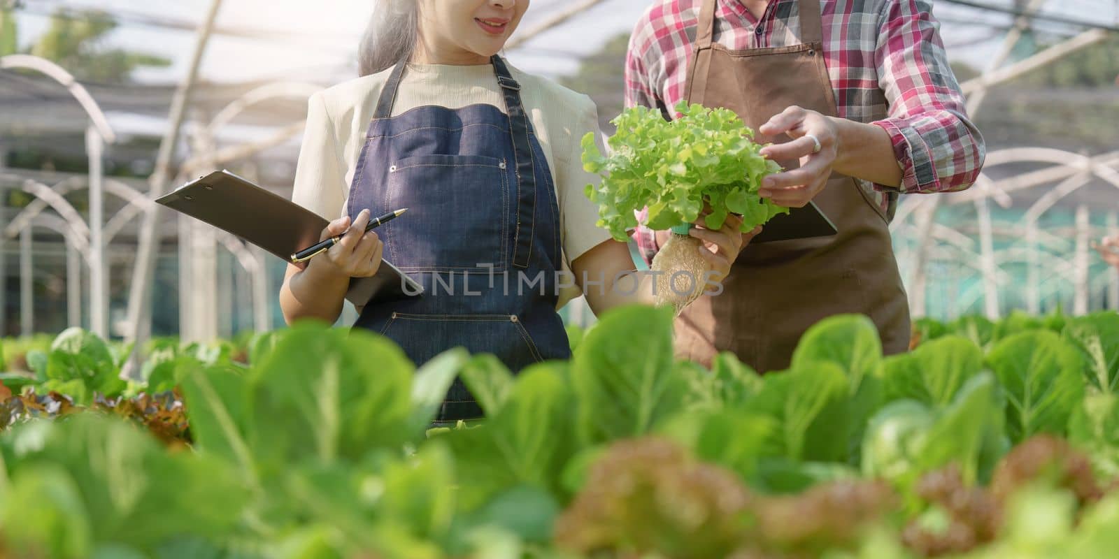 Asian business owner observed about growing organic in hydroponics farm. Growing organic vegetable and Green energy concept by itchaznong