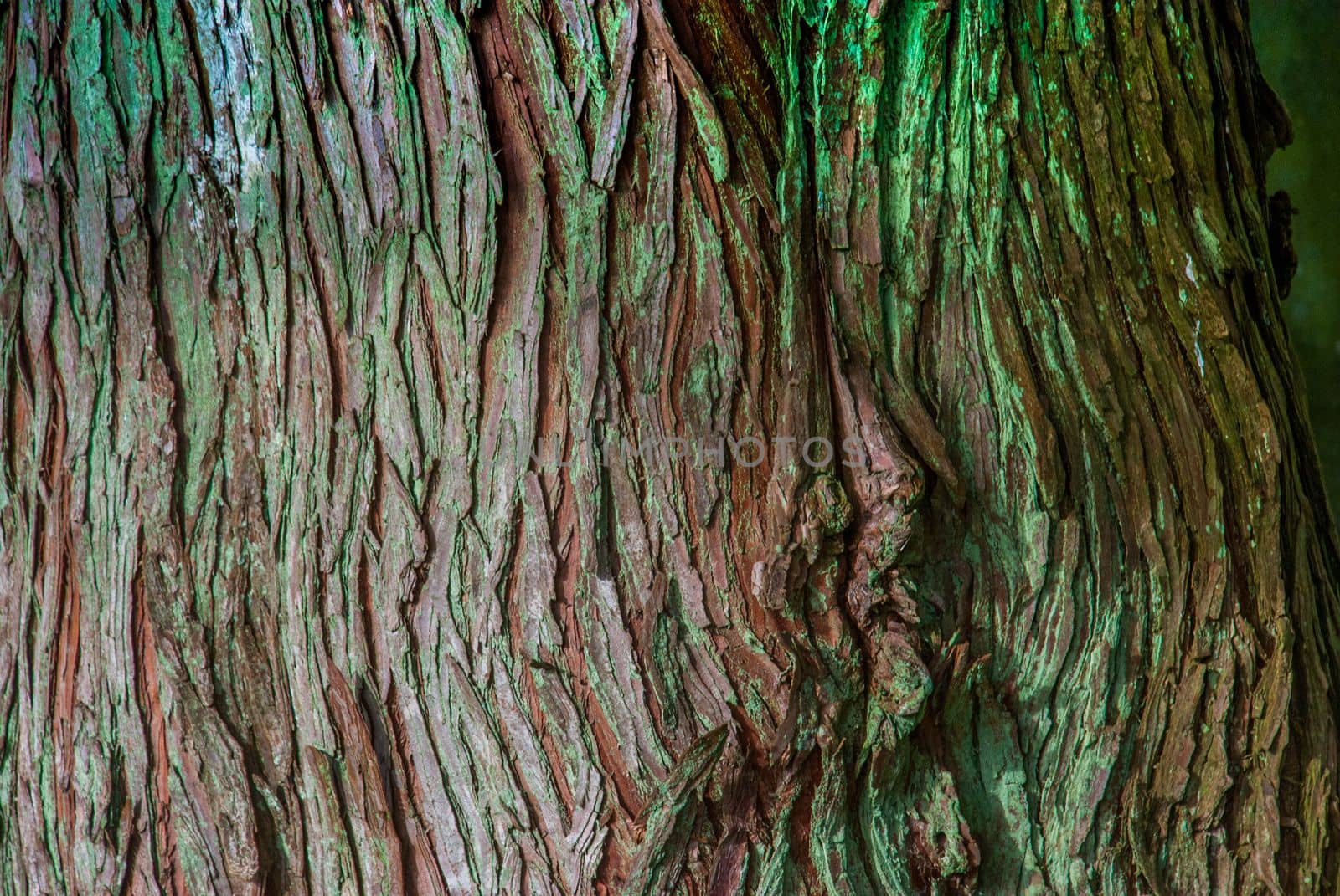 Beautiful detail and texture from big tree. Suitable for making background imagesใ