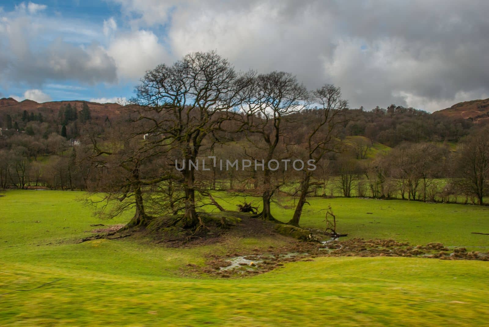 Trees without leaves in the pasture With a mountain backdrop.