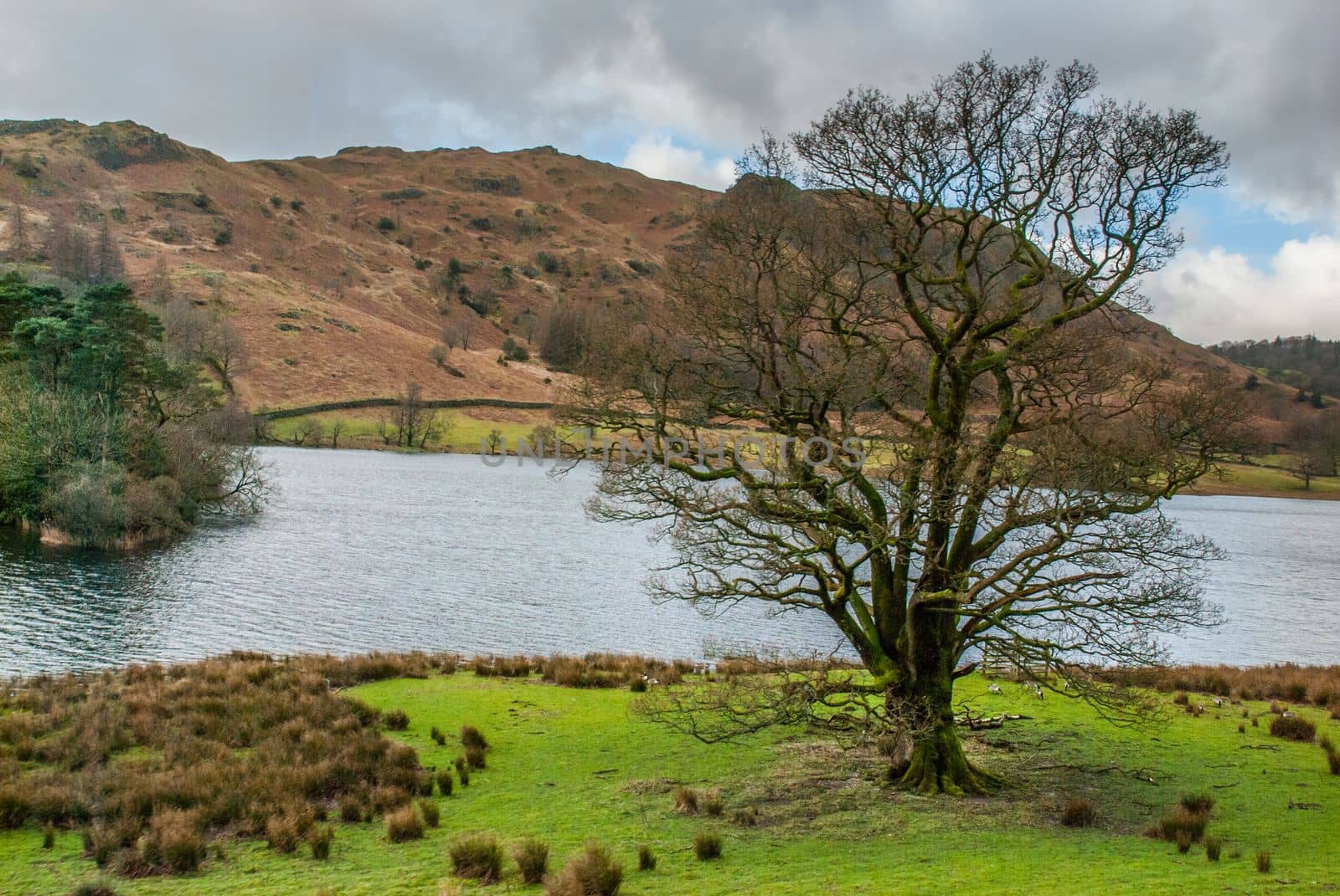 A tree without leaves in the grass field with a backdrop of rivers and mountains