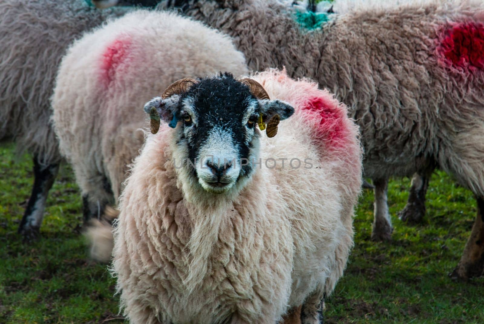 Portrait of cute sheep in herd looking at camera