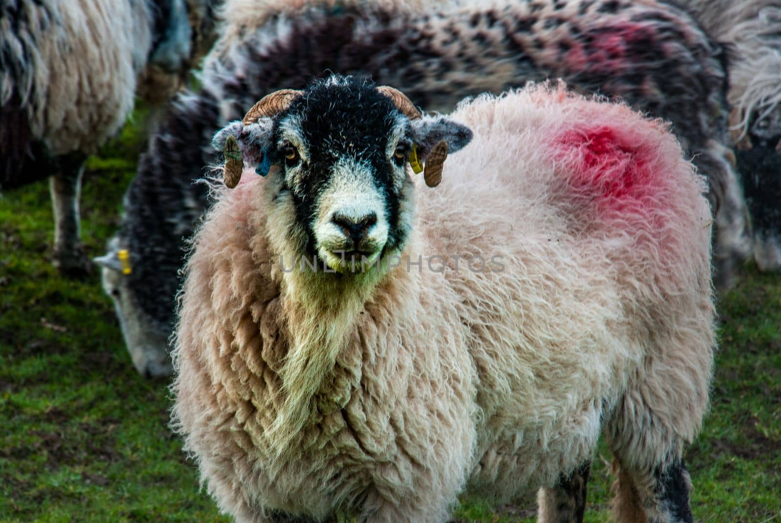 Portrait of cute sheep in herd looking at camera