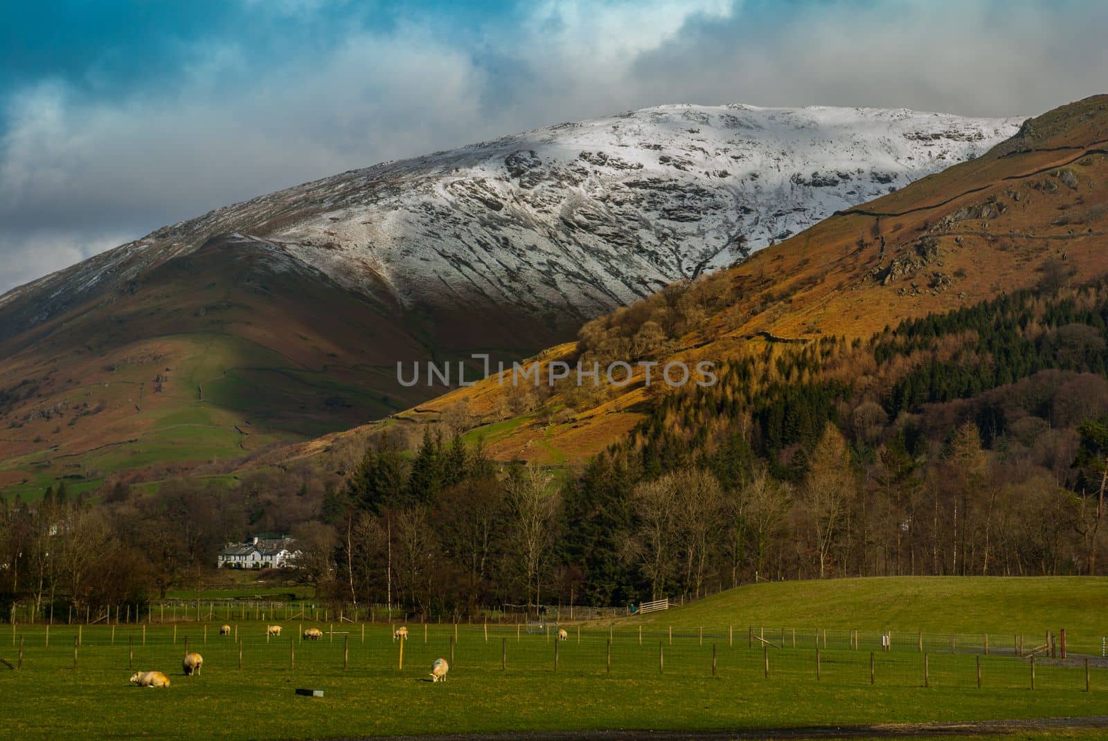Landscape with English countryside of sheep on the hillside