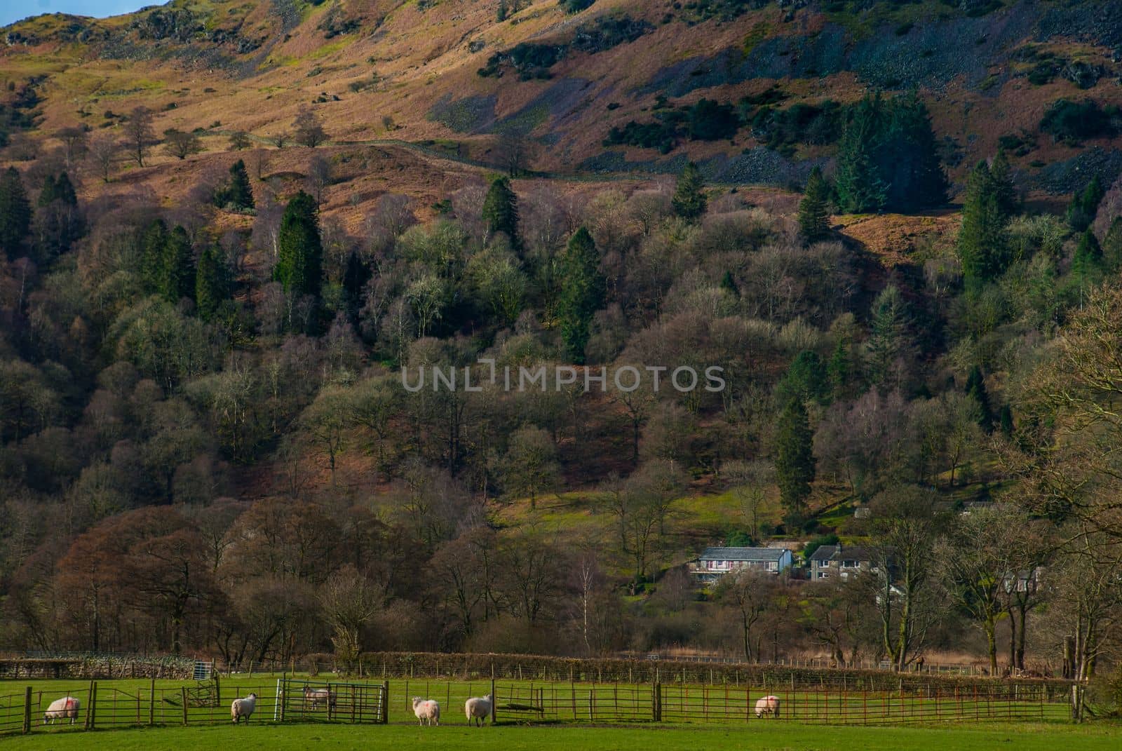Landscape with English countryside of sheep on the hillside