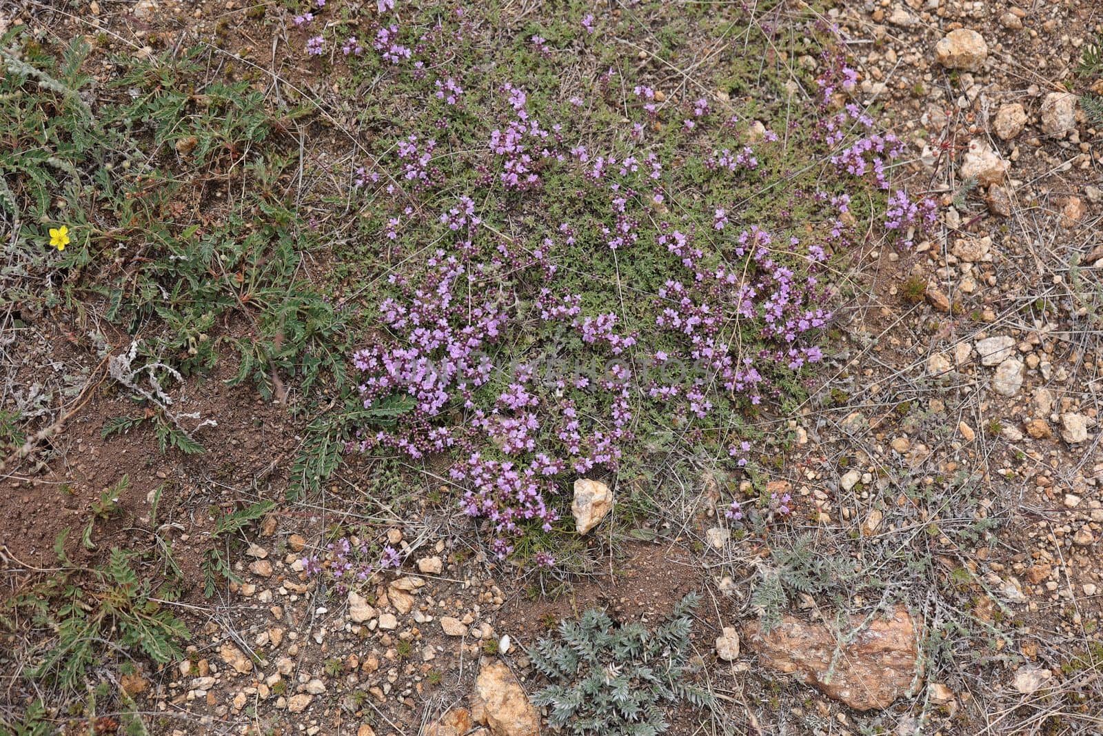 Baikal aromatic medicinal thyme grows on Olkhon Island