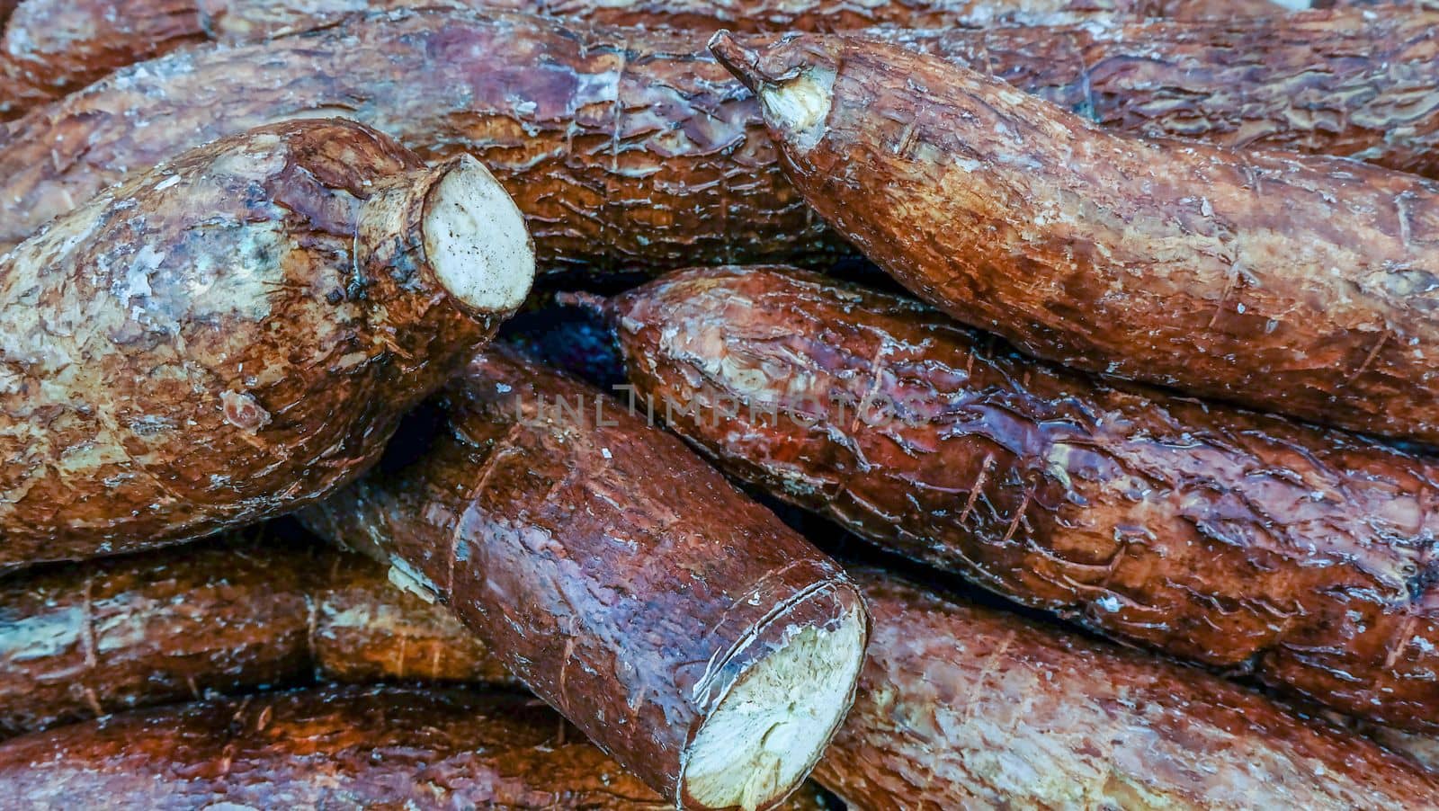 Cassava, also called manioc, yuca, balinghoy, mogo, mandioca, kamoteng kahoy, tapioca and manioc root, a woody shrub of the Euphorbiaceae family native.