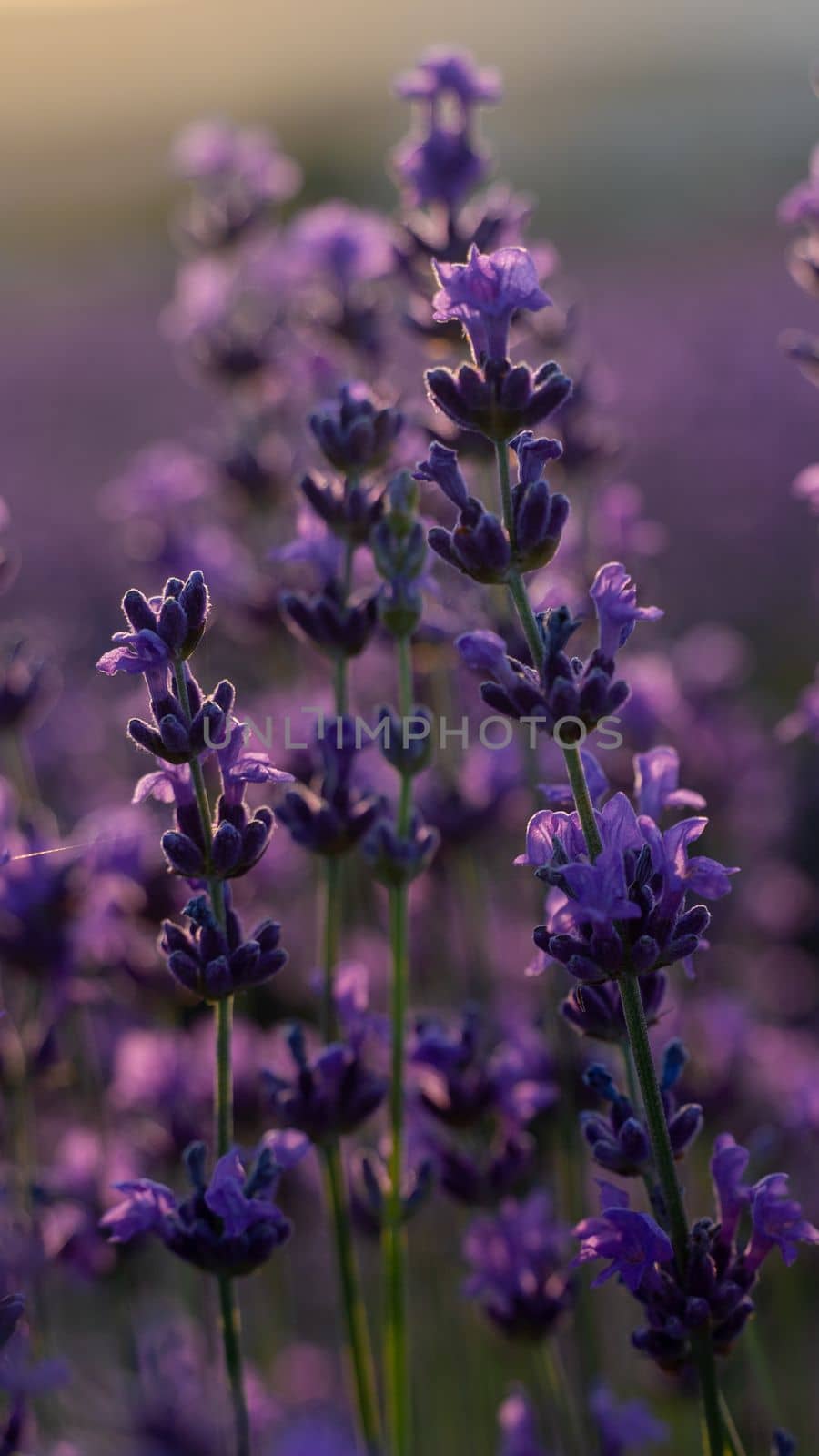 Blooming lavender in a field at sunset in Provence, France by Matiunina