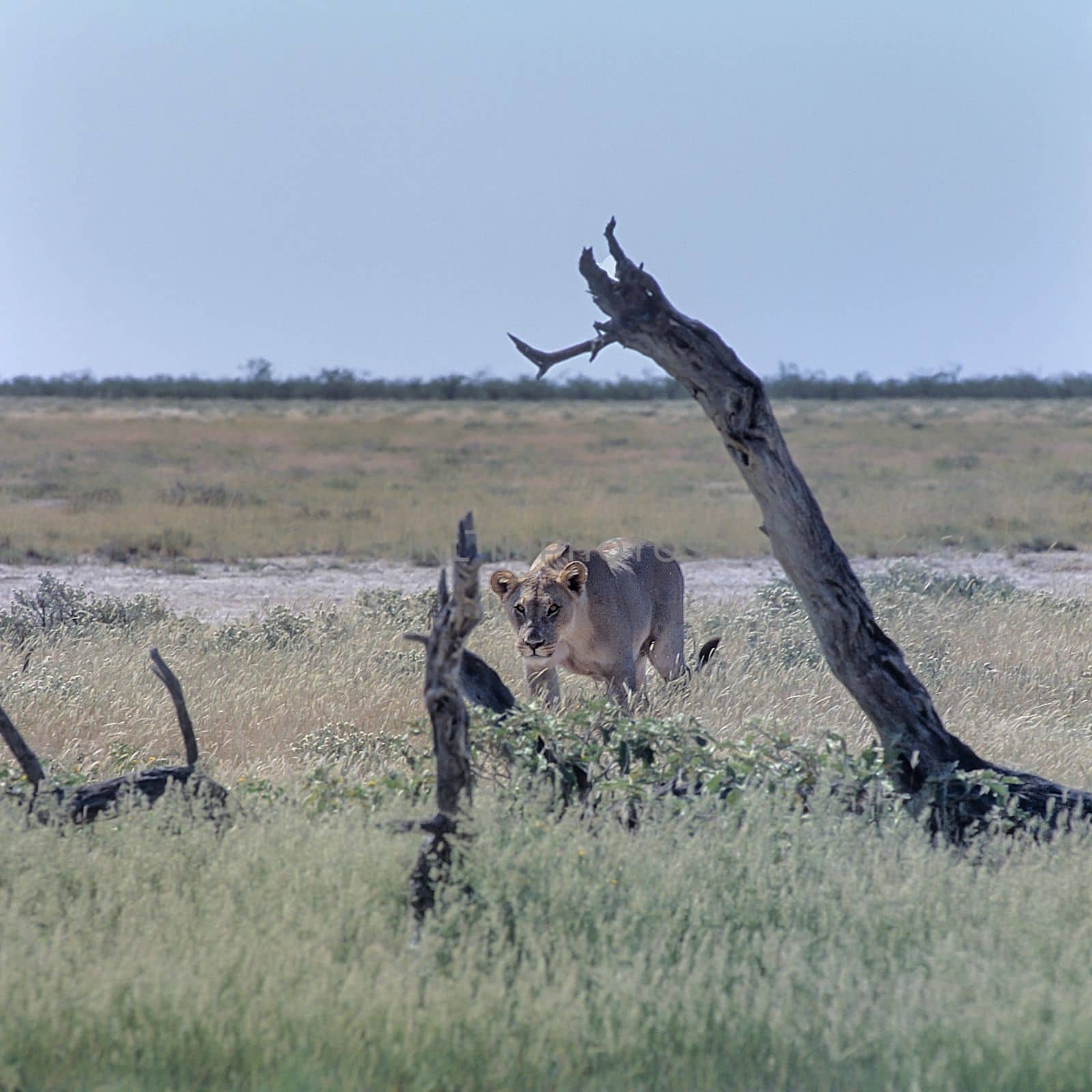 Lion, (Panthera leo), Africa, Namibia, Oshikoto, Etosha National Park