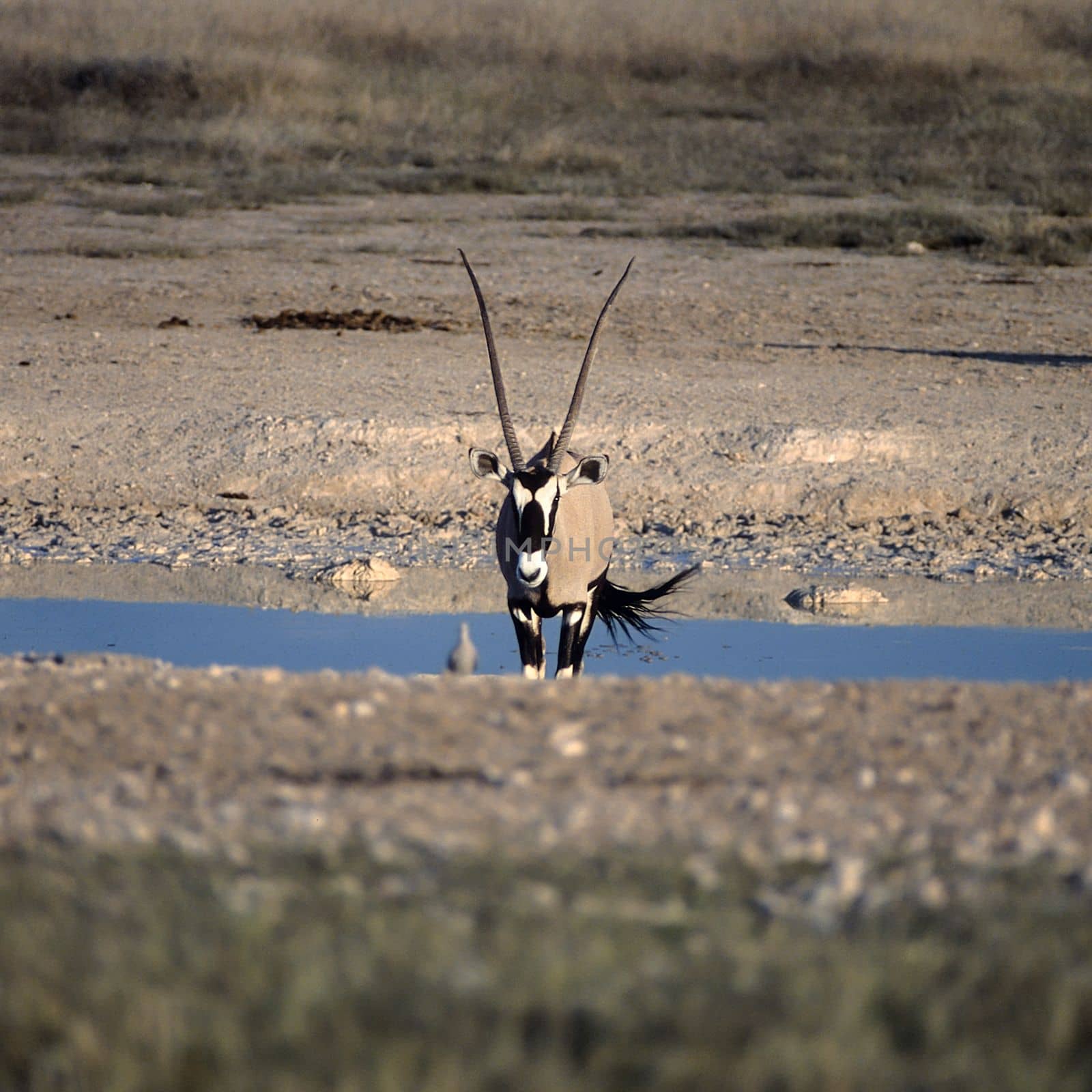 Gemsbok, (Oryx gazella), Africa, Namibia, Oshikoto, Etosha National Park