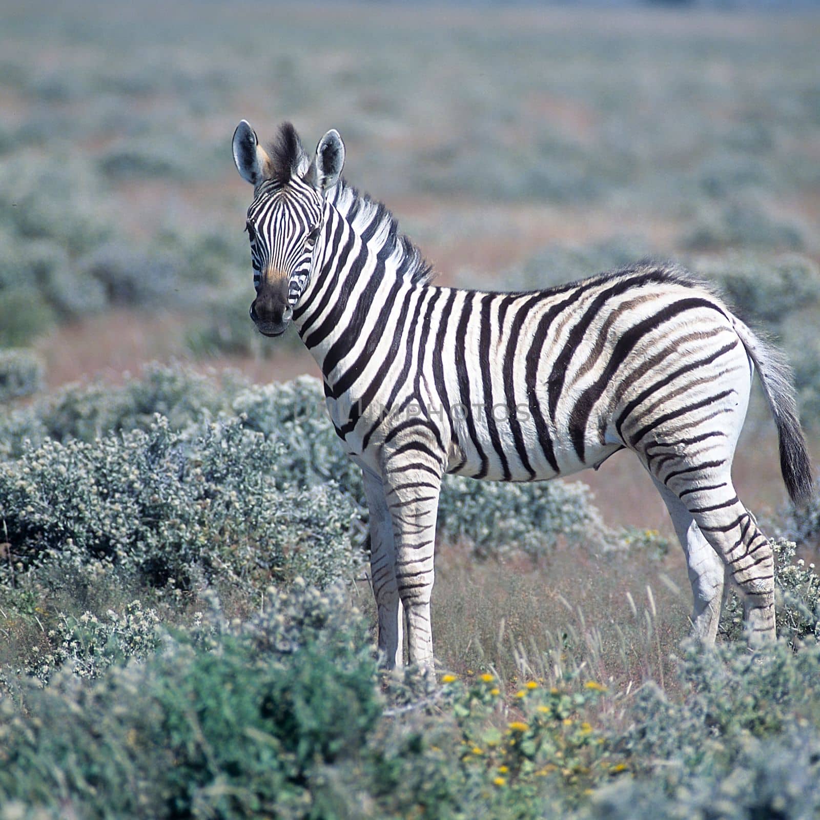 Plains Zebra by Giamplume