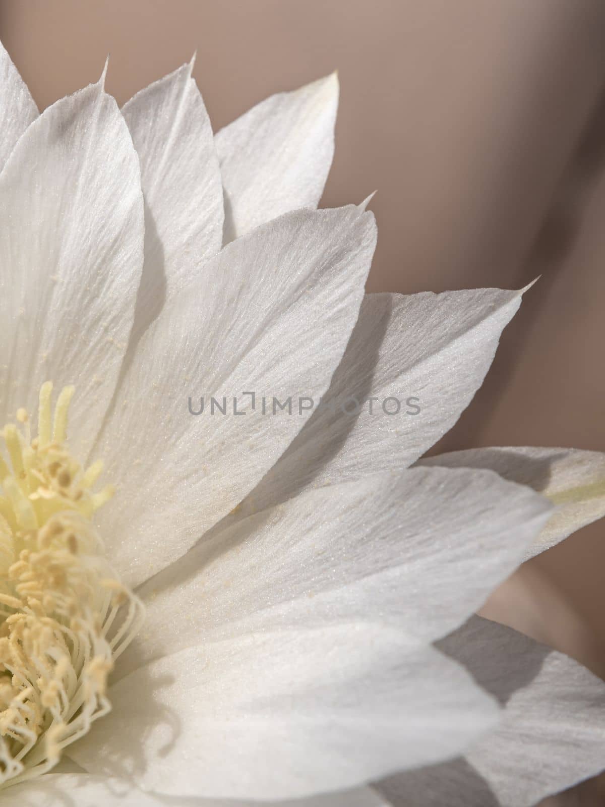 White color fragile petal of Echinopsis Cactus flower by Satakorn