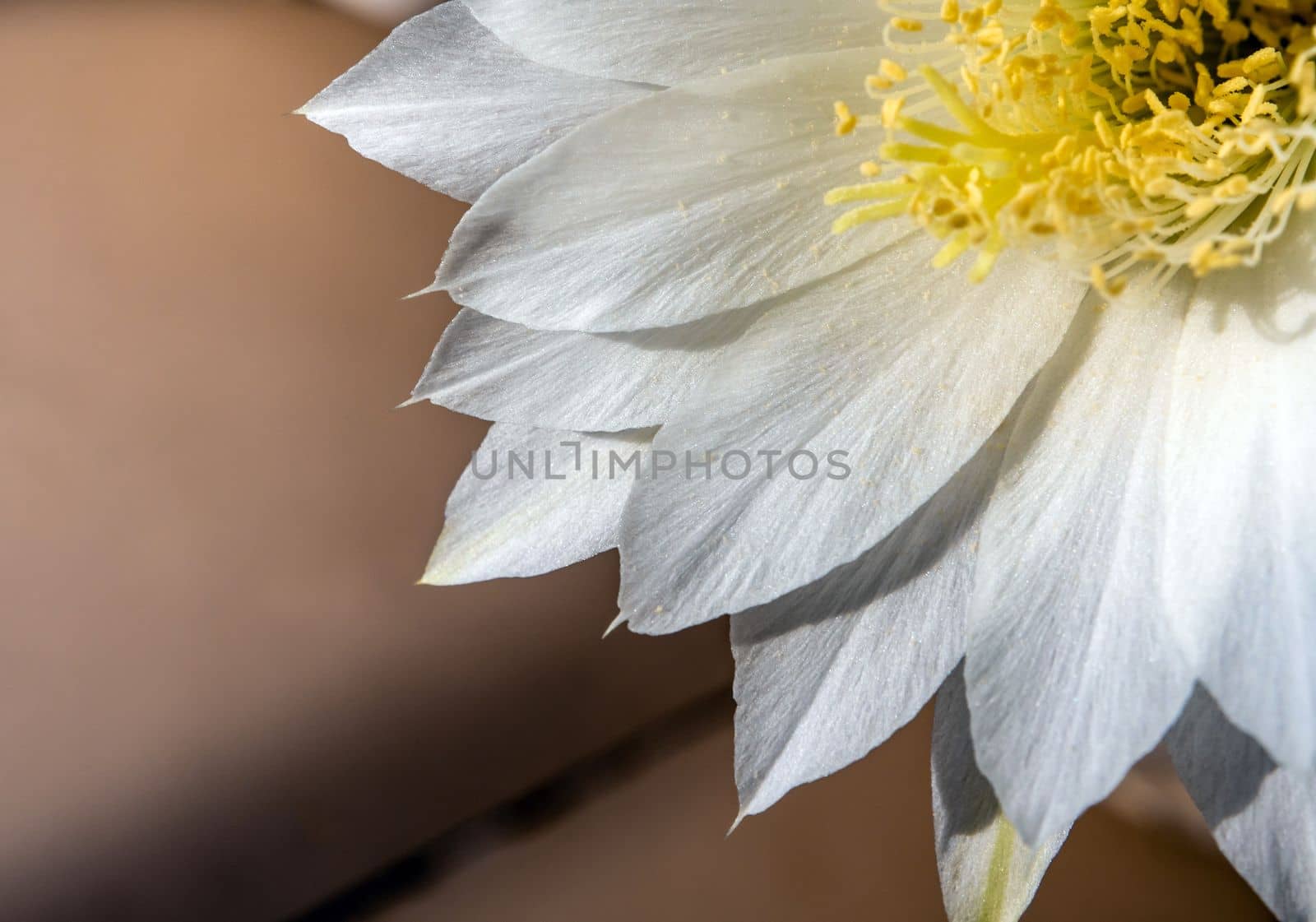 Close-up White color delicate petal of Echinopsis Cactus flower
