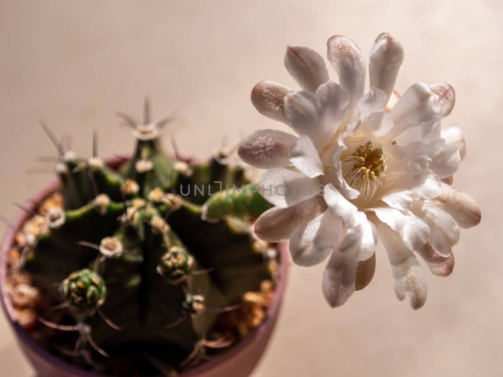 Gymnocalycium Cactus flower close-up white and light brown color delicate petal by Satakorn