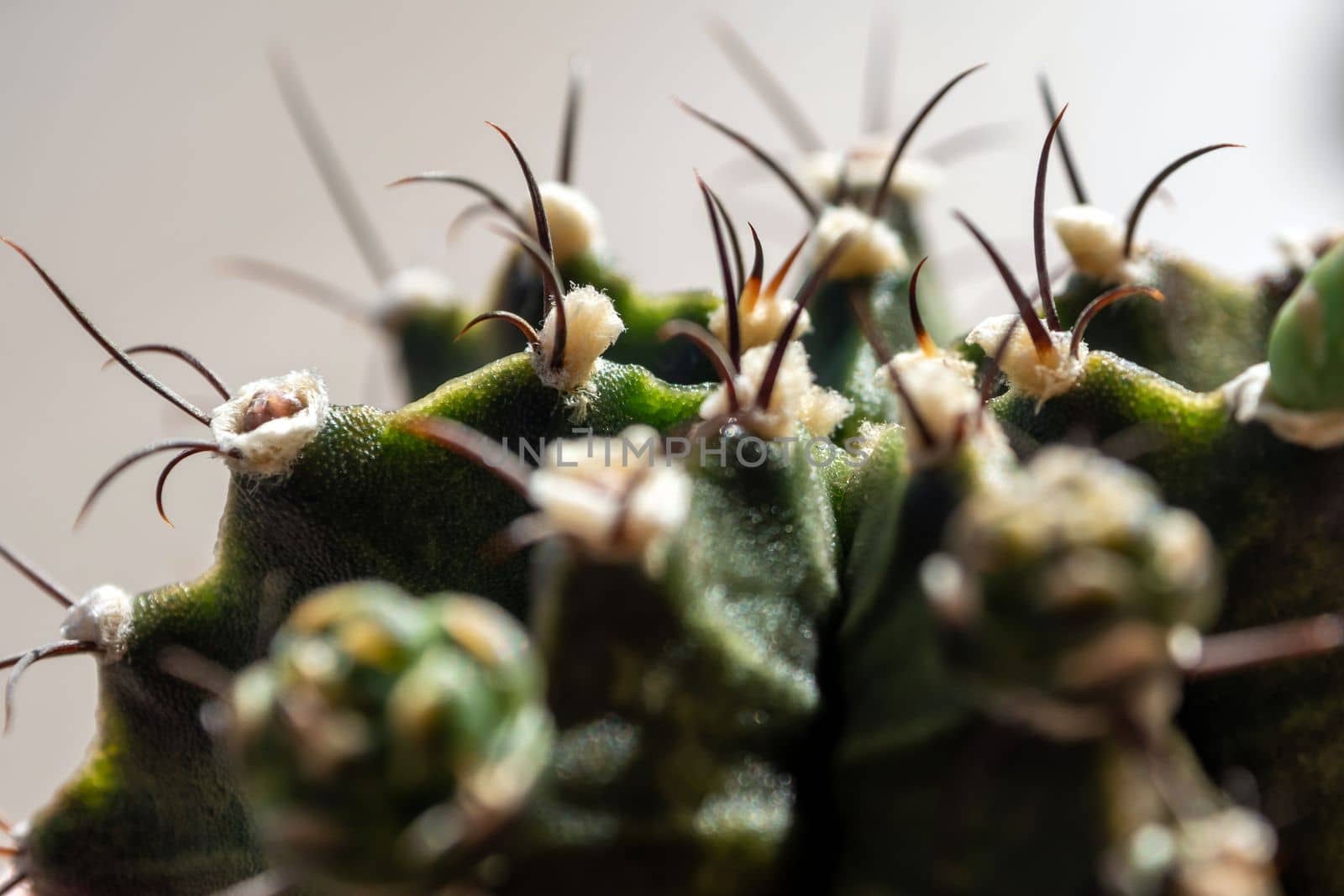 Small bud of Gymnocalycium Cactus by Satakorn