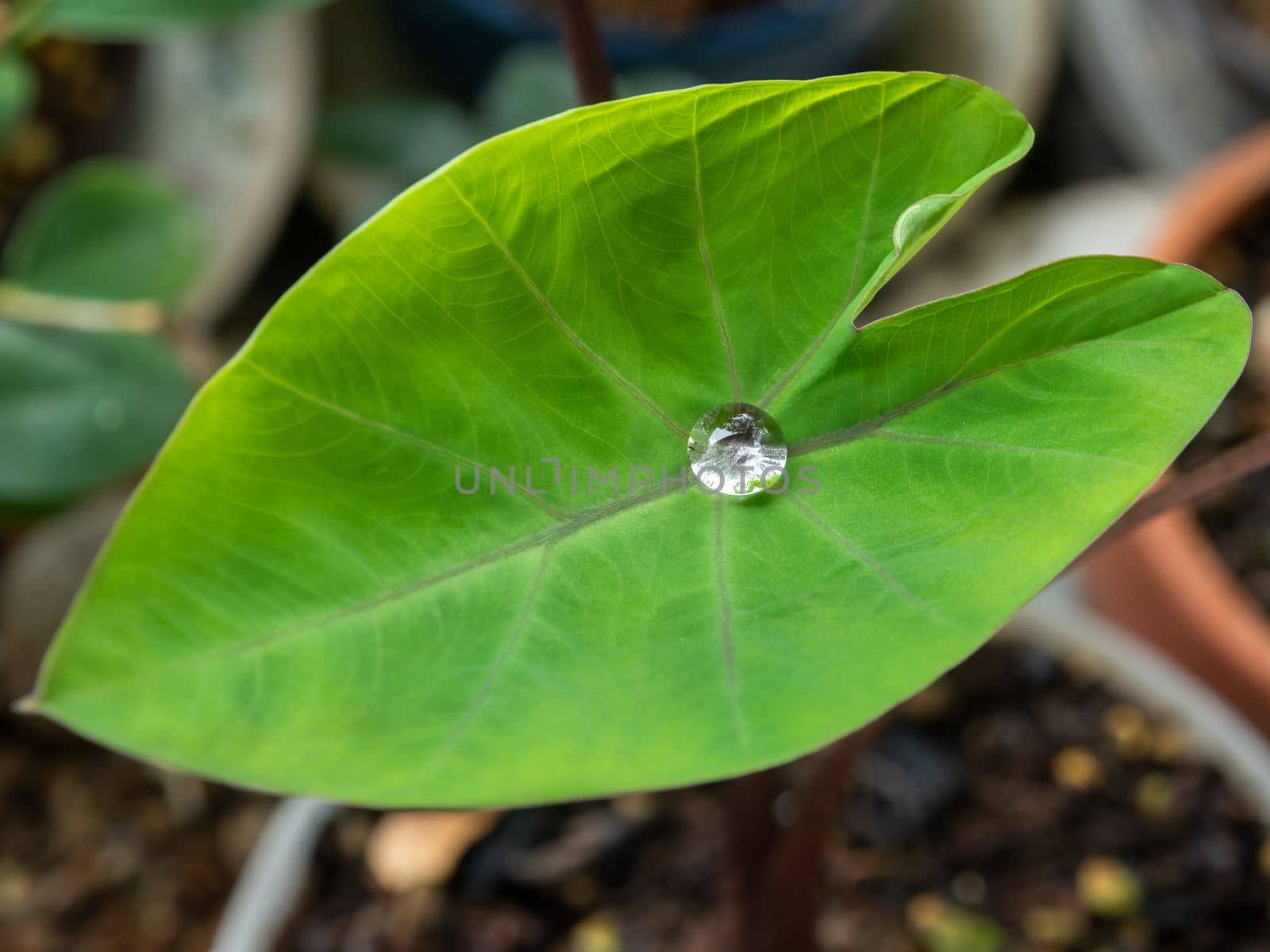 The Droplet water on the colocasia leaf by Satakorn